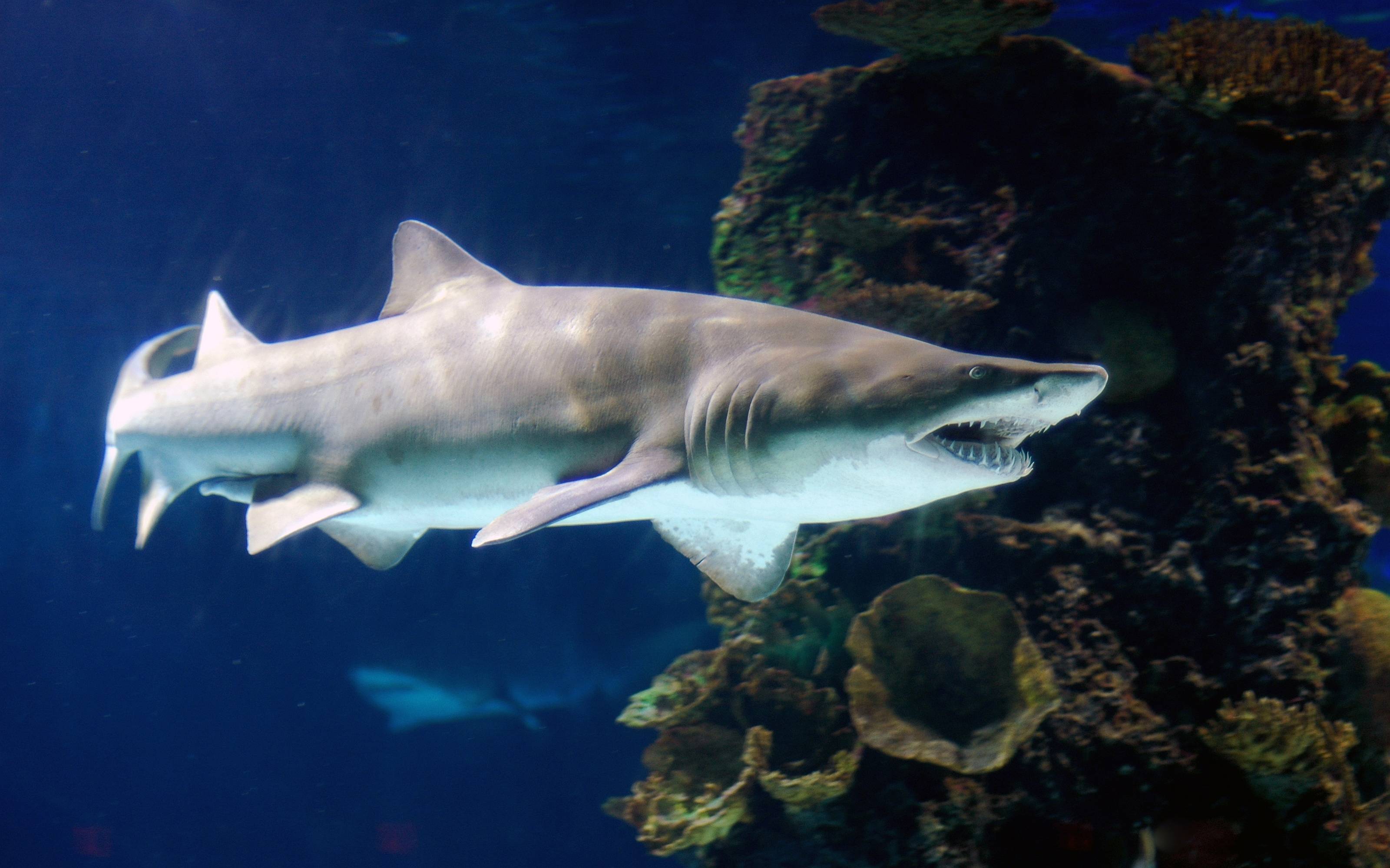 Tiger Shark Wallpapers Wallpaper Cave