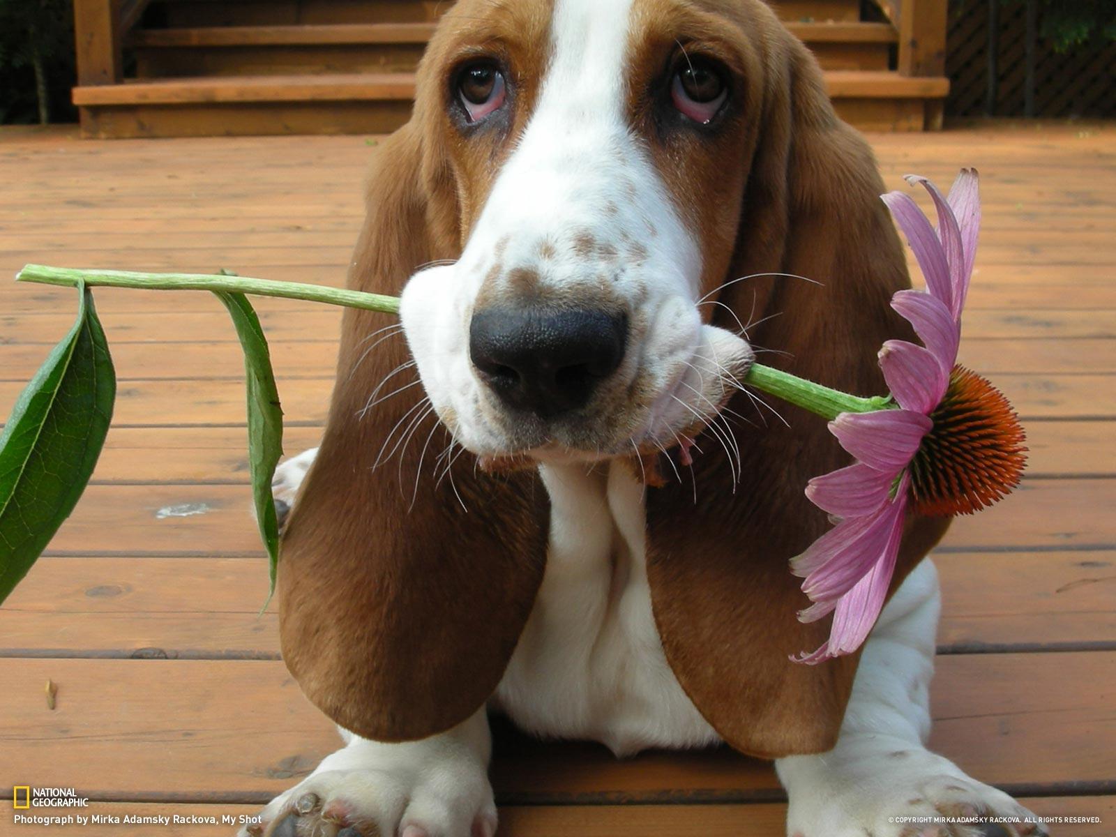 Basset Hound Wallpapers Wallpaper Cave