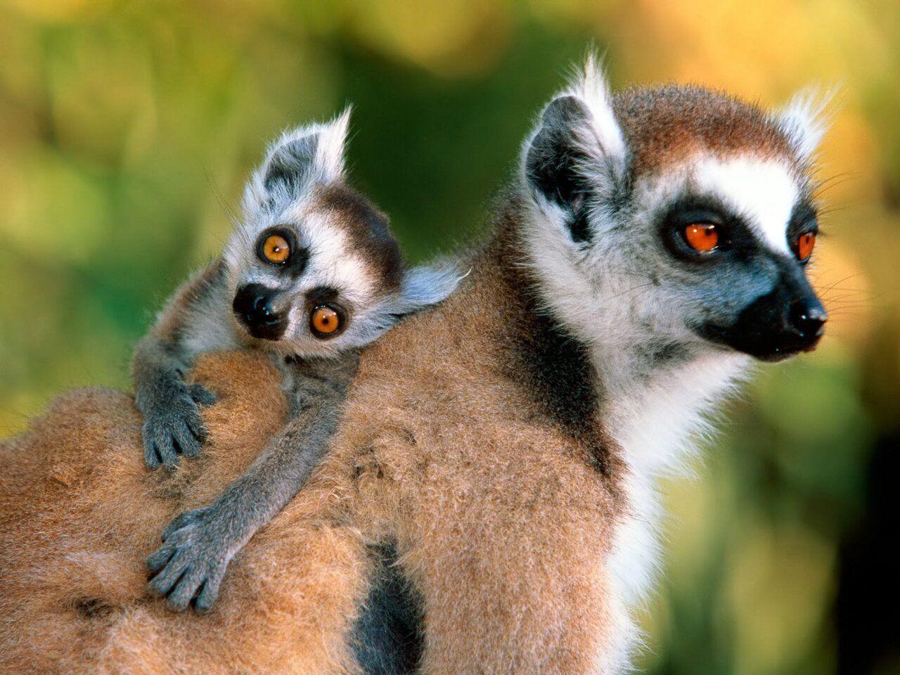 Lemur Wallpapers Wallpaper Cave