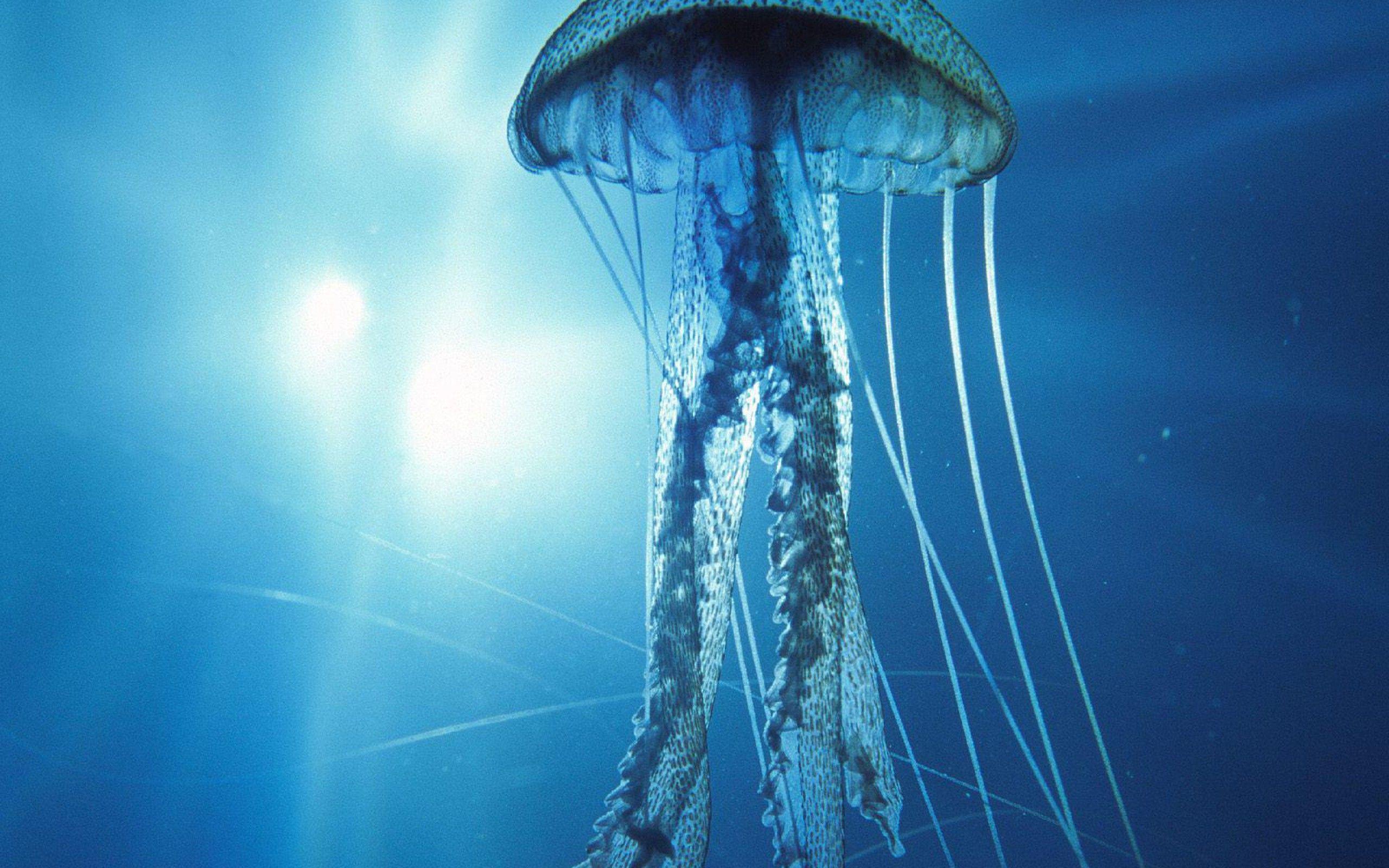 Jellyfish Backgrounds Wallpaper Cave