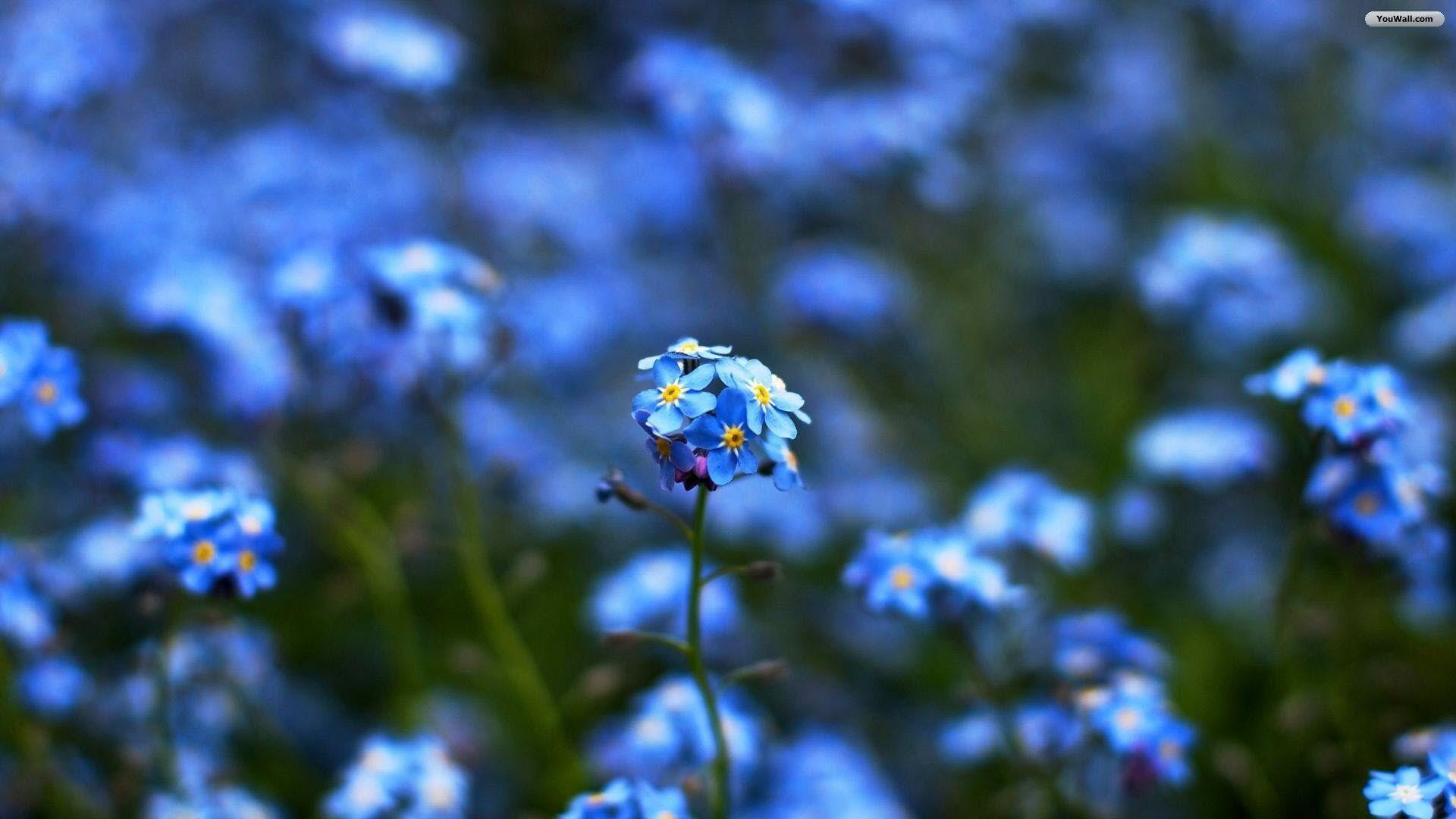 Blue Flowers Wallpapers Wallpaper Cave