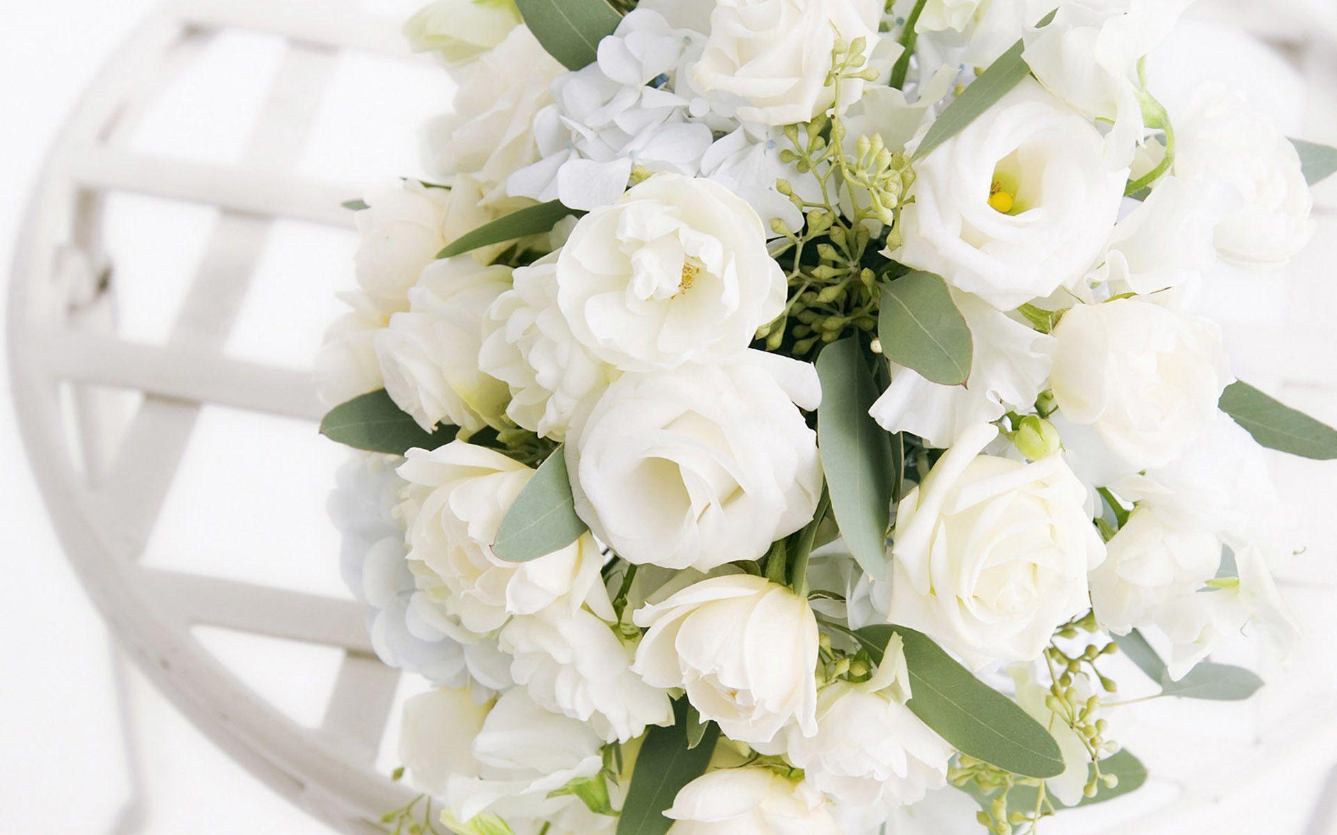 White Rose Wallpapers Wallpaper Cave