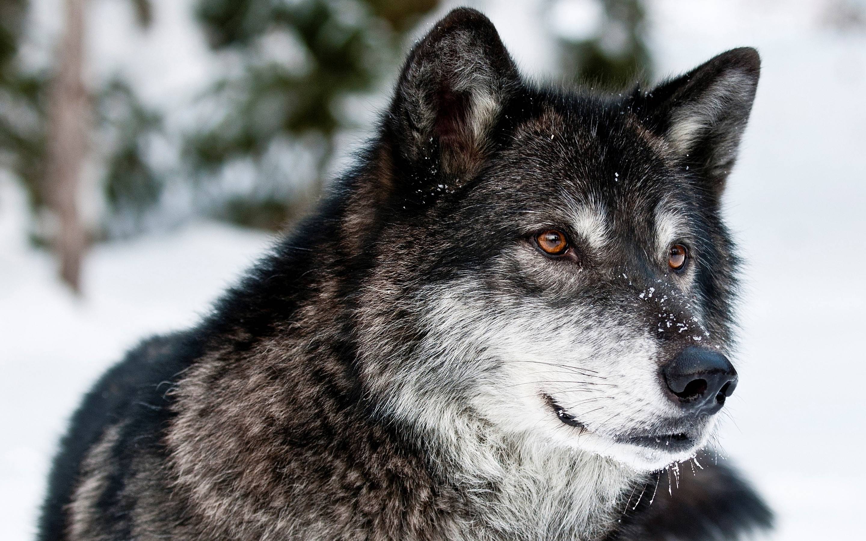 Dark Gray Wolves