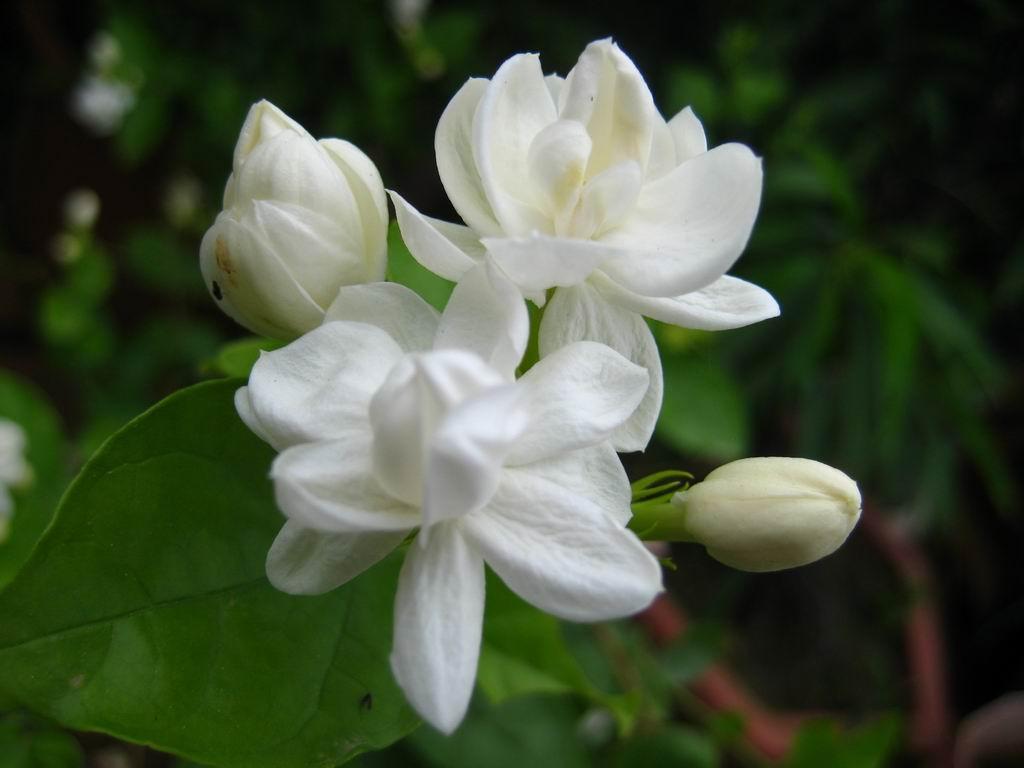 Jasmine Flower Wallpapers Wallpaper Cave