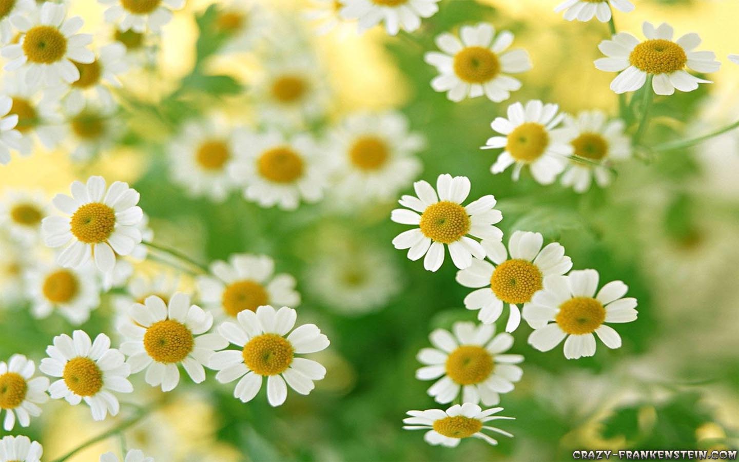 Daisy Flower Wallpapers Wallpaper Cave