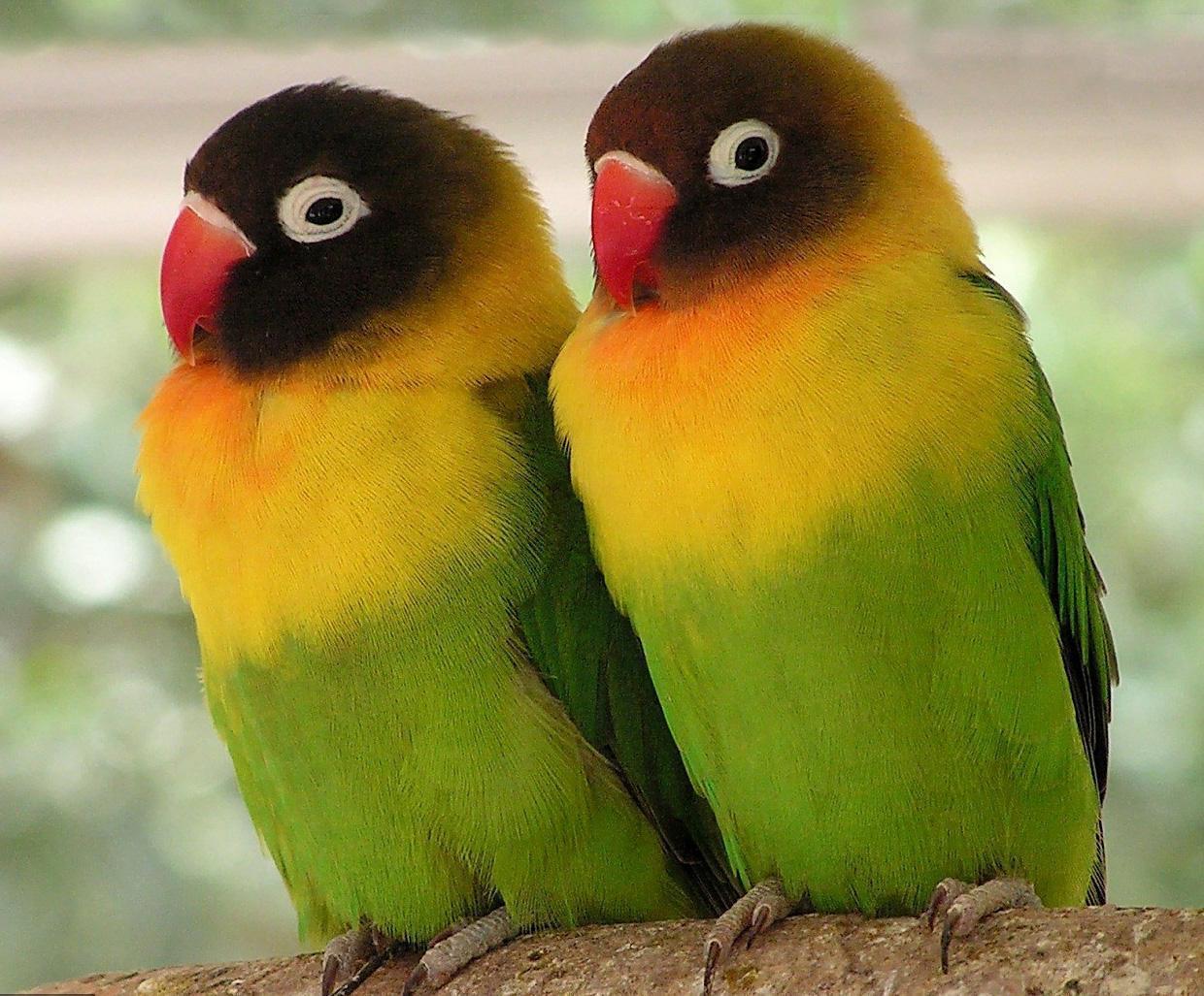 Love Bird Wallpapers Wallpaper Cave
