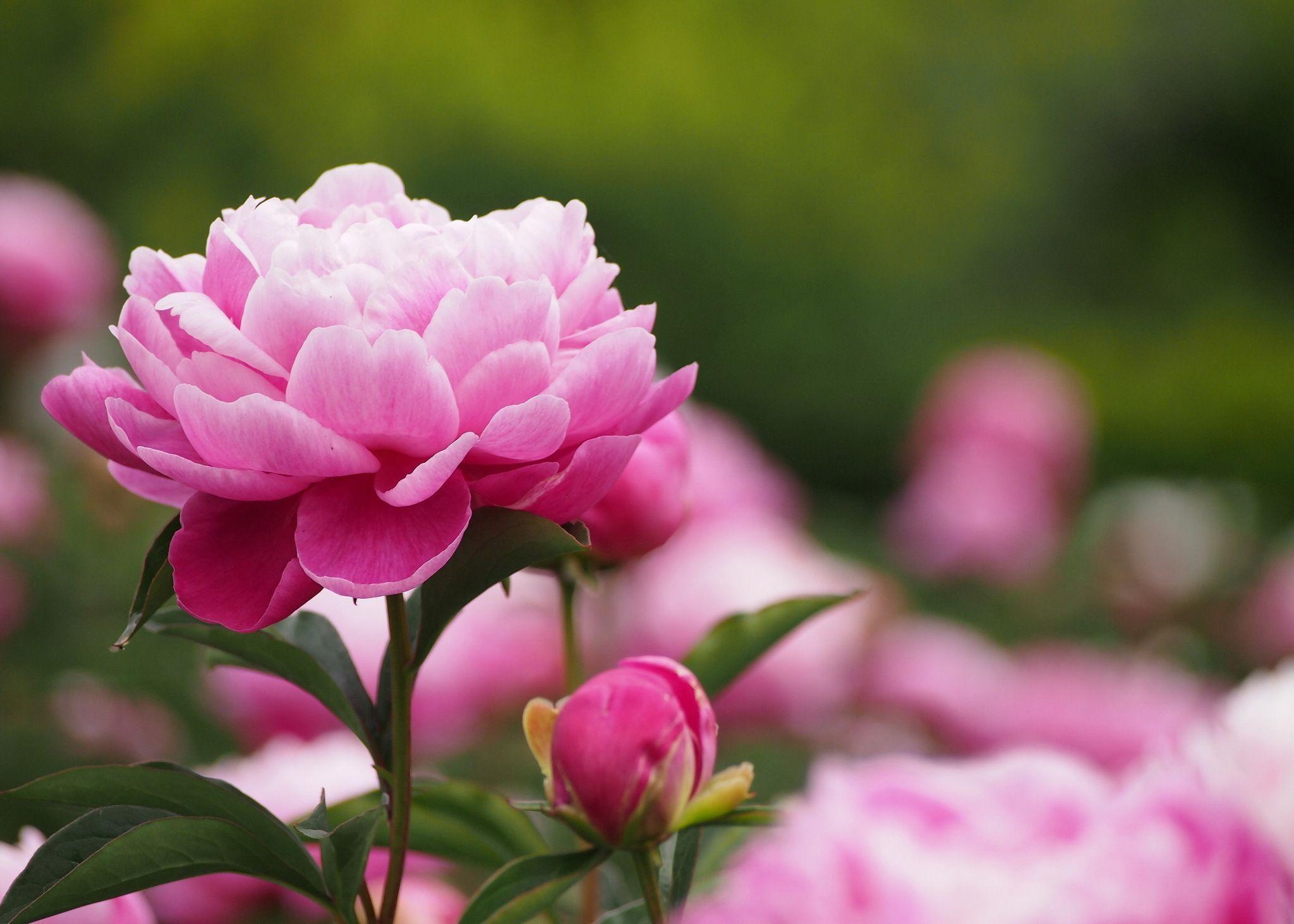 Peony Wallpapers Wallpaper Cave