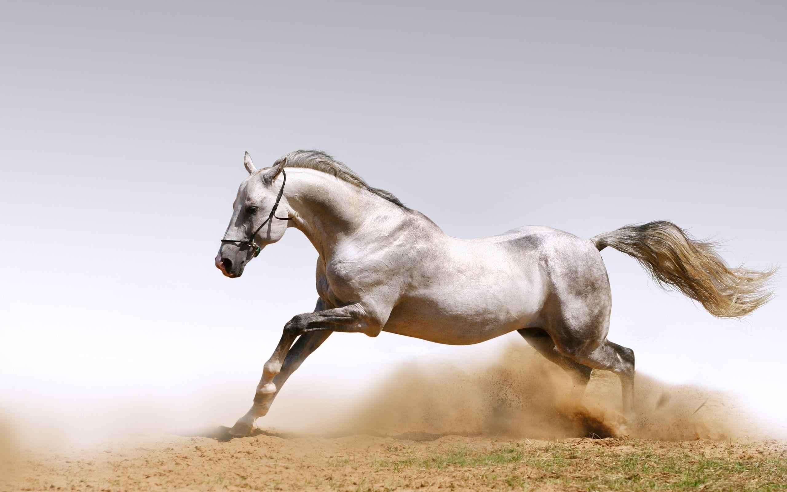 Free Horse Screensavers And Wallpapers Wallpaper Cave