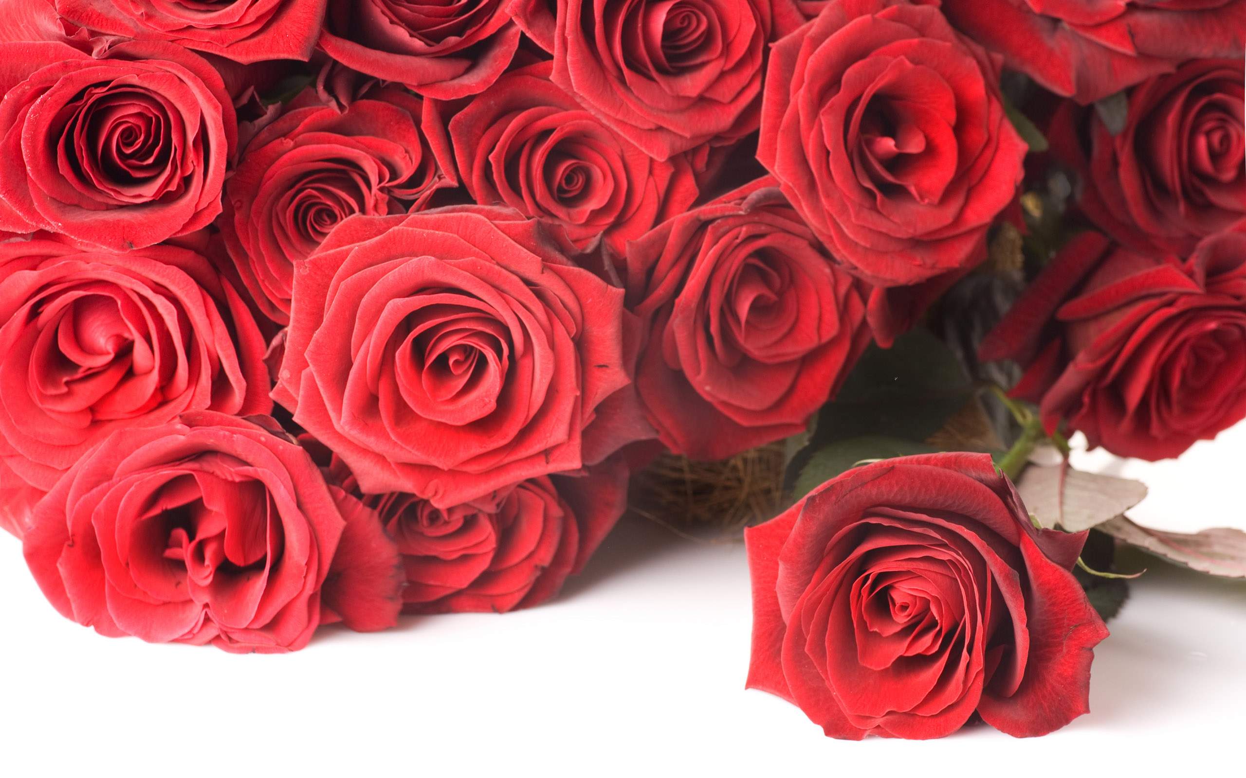 Red Rose Flower Backgrounds Wallpaper Cave