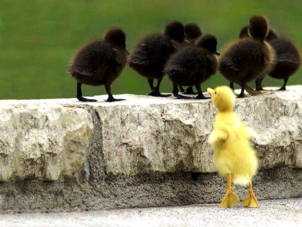 Cute Baby Animal Wallpapers Wallpaper Cave