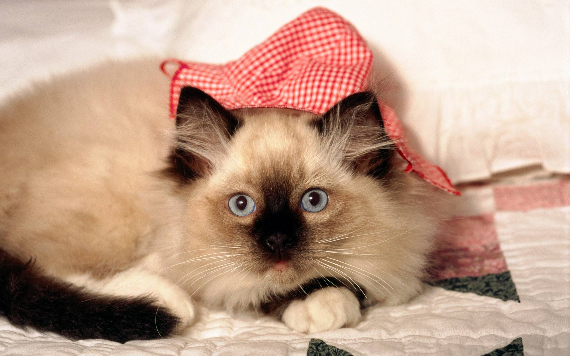 Siamese Cat Wallpapers Wallpaper Cave