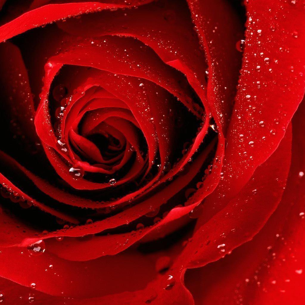 Red Flower Wallpapers Wallpaper Cave