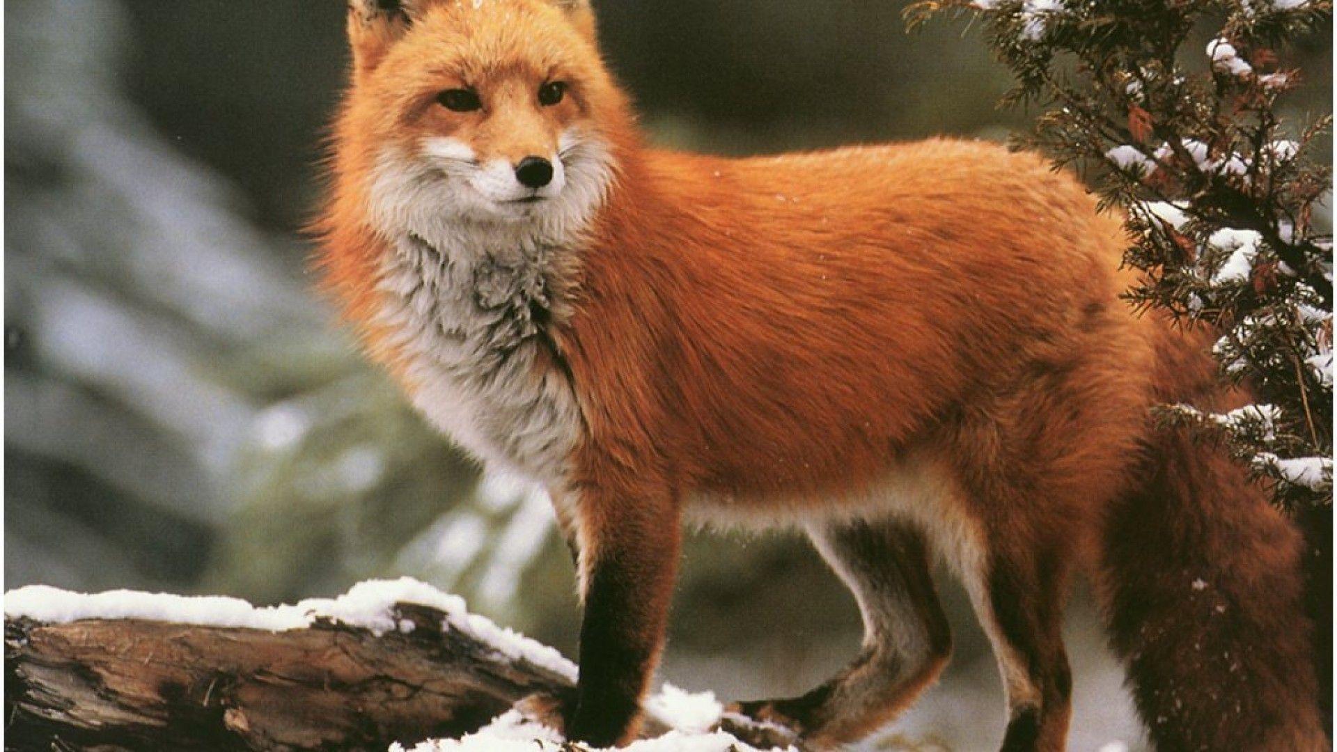 Red Fox Wallpapers Wallpaper Cave