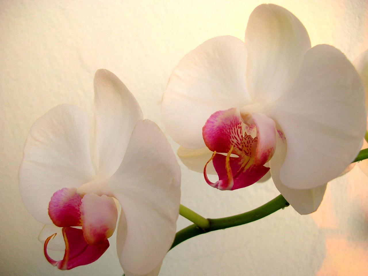 White Orchid Wallpapers Wallpaper Cave