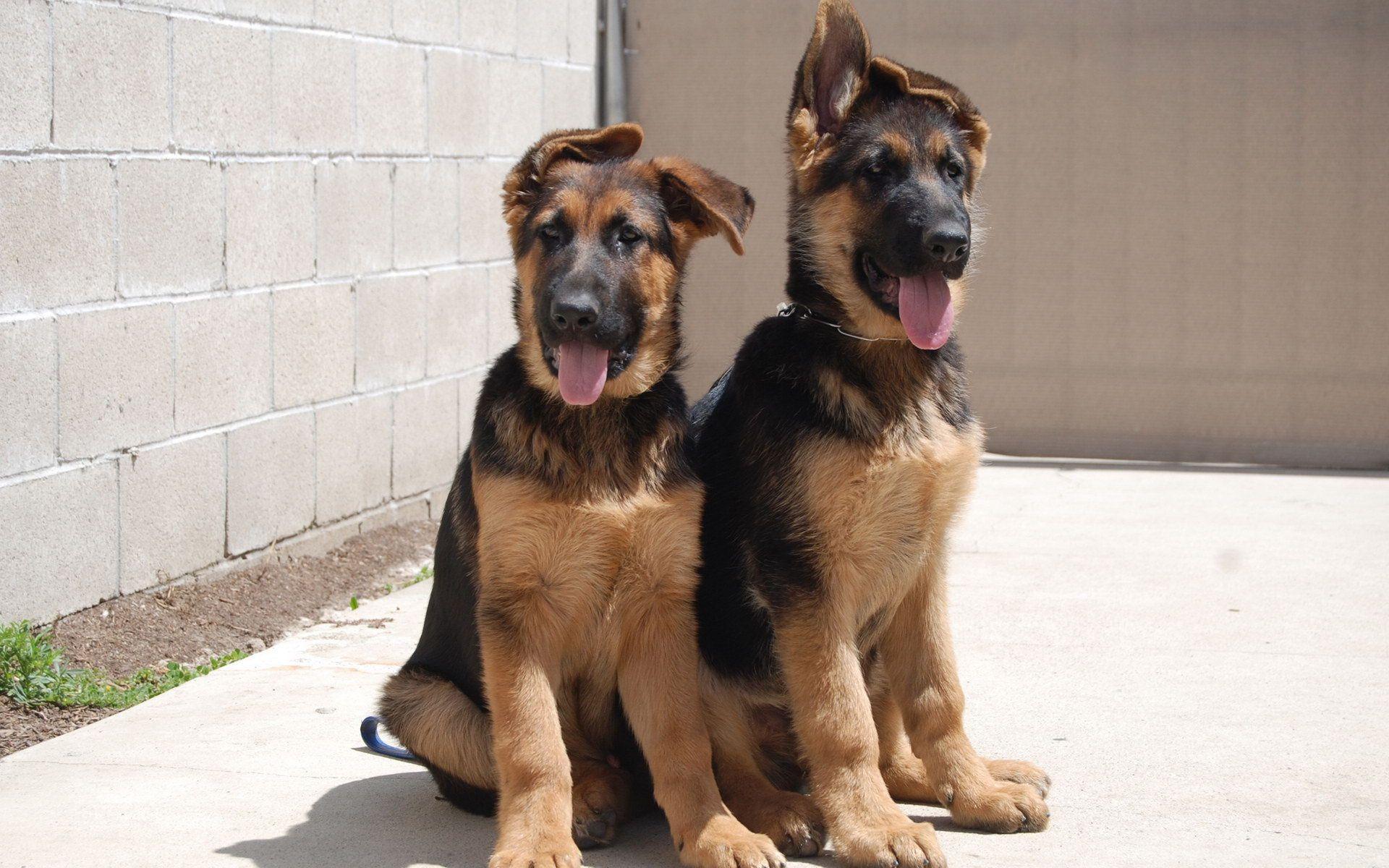 German Shepherd Dog Wallpapers Wallpaper Cave