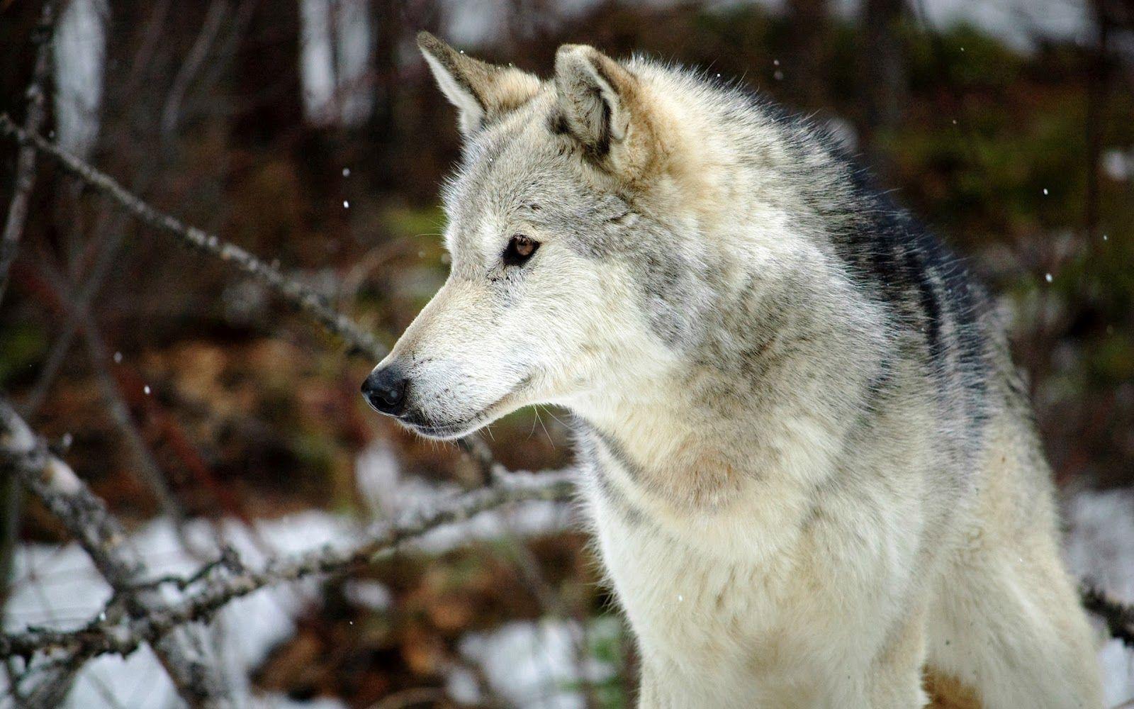 Gray Wolf Wallpapers Wallpaper Cave