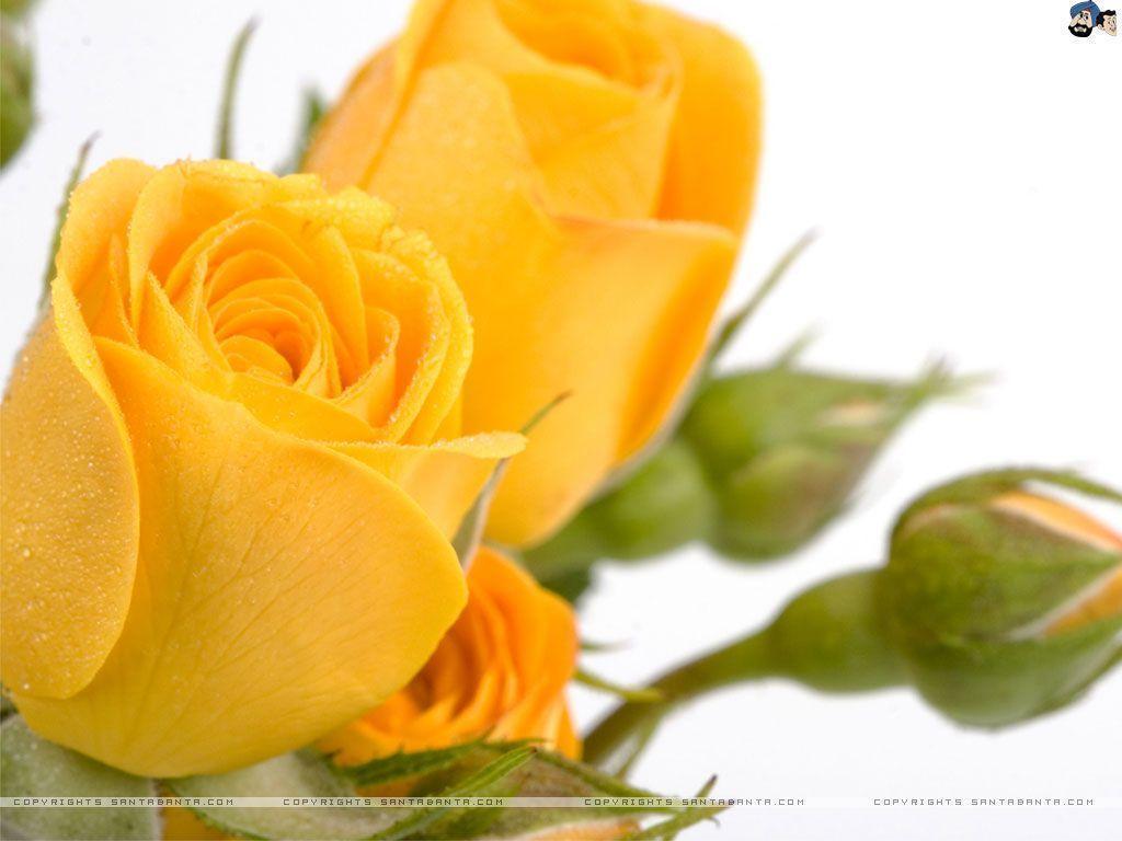 Yellow Rose Wallpapers Wallpaper Cave
