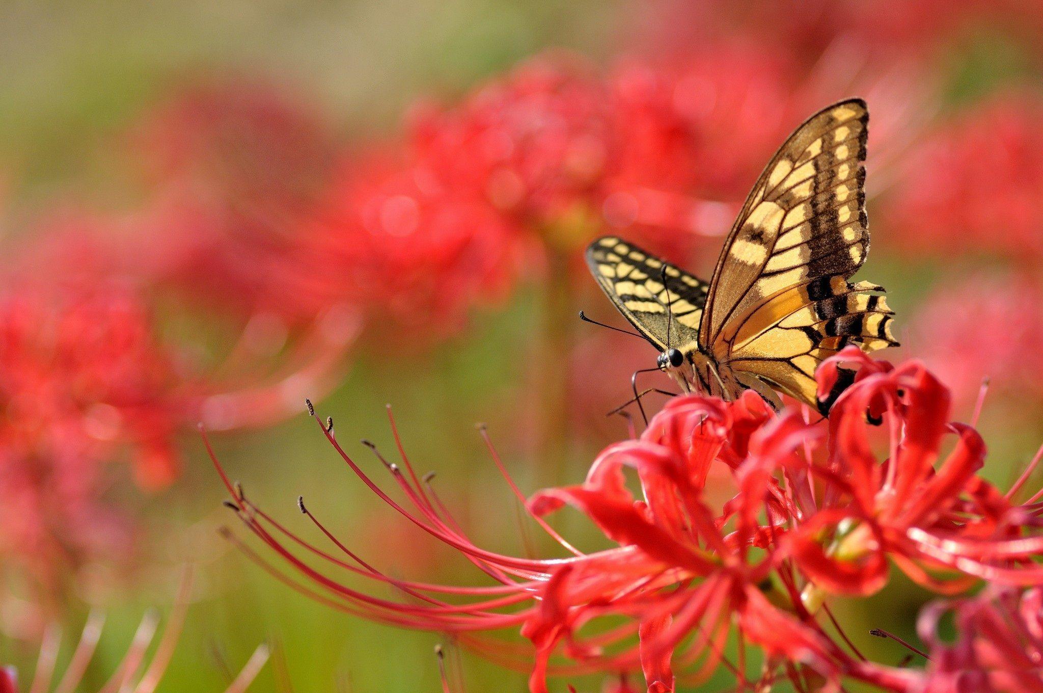 Red Butterfly Wallpapers Wallpaper Cave