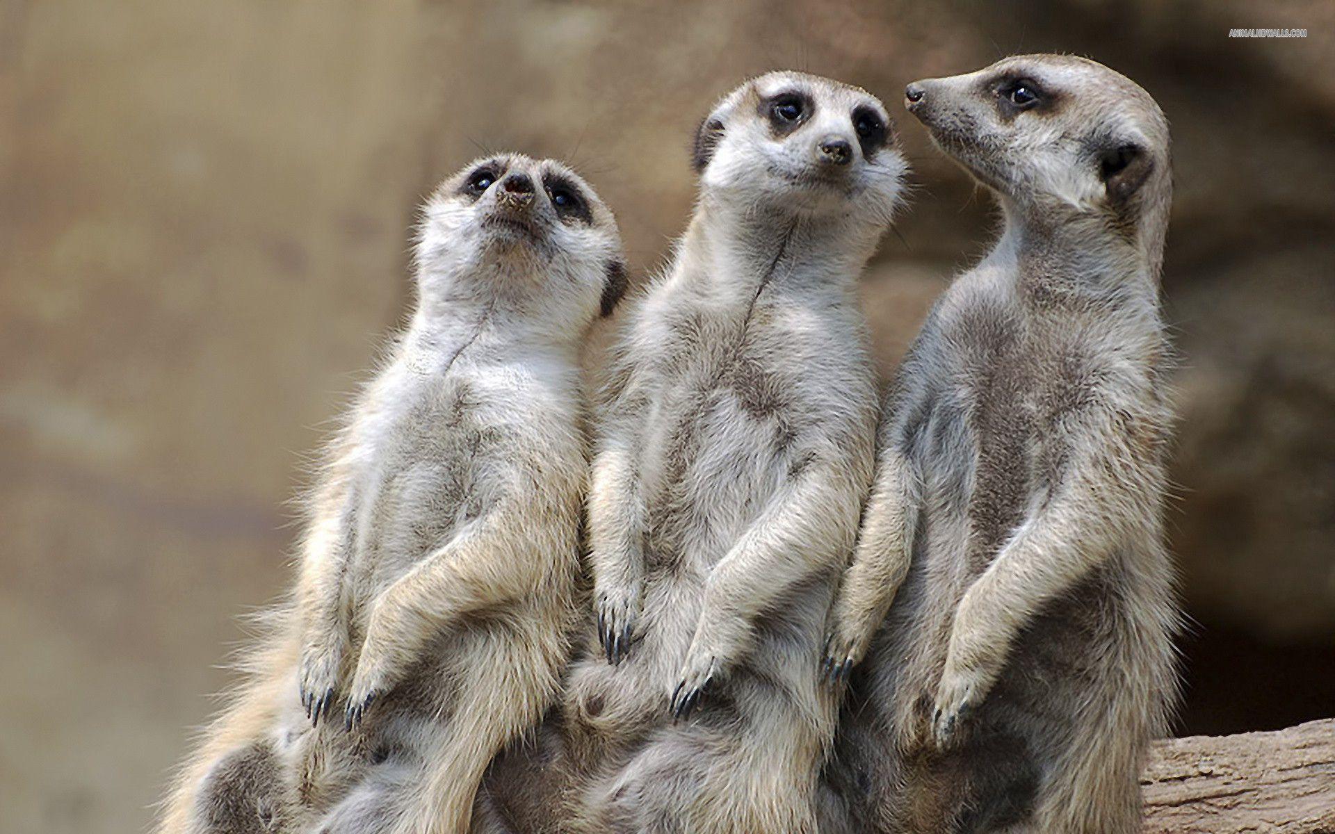Meerkat Wallpapers Wallpaper Cave