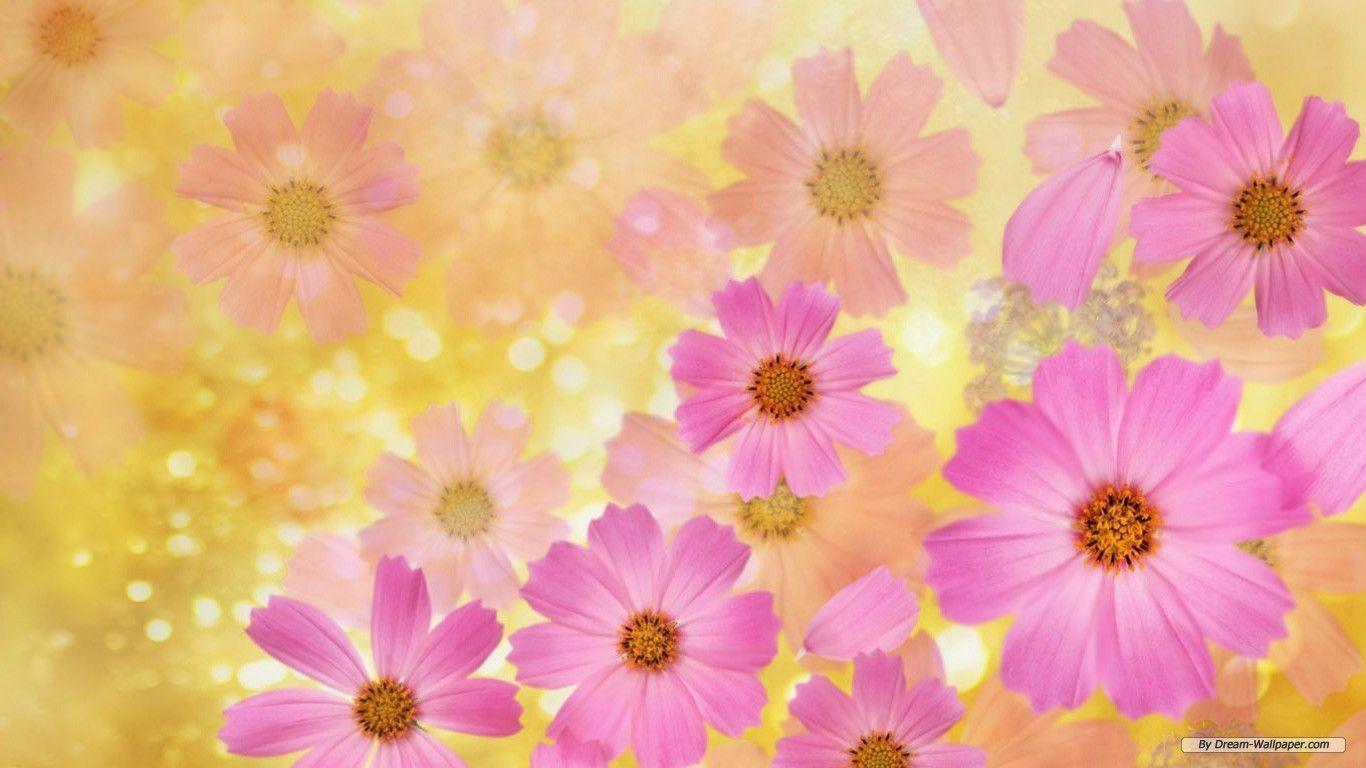 Flowers Wallpapers Free Wallpaper Cave