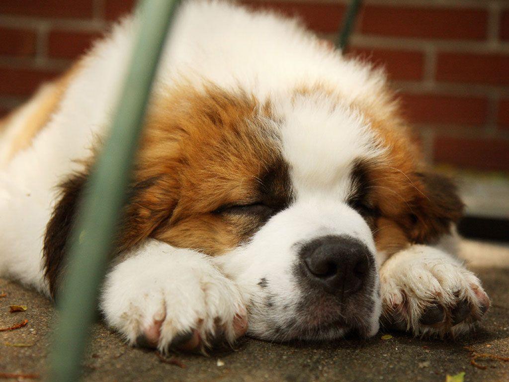 St Bernard Wallpapers Wallpaper Cave