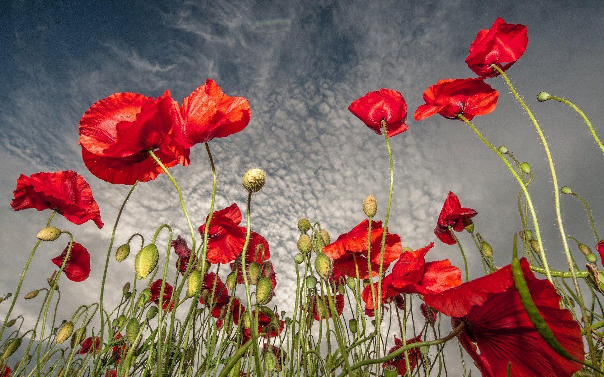Red Poppy Wallpapers Wallpaper Cave