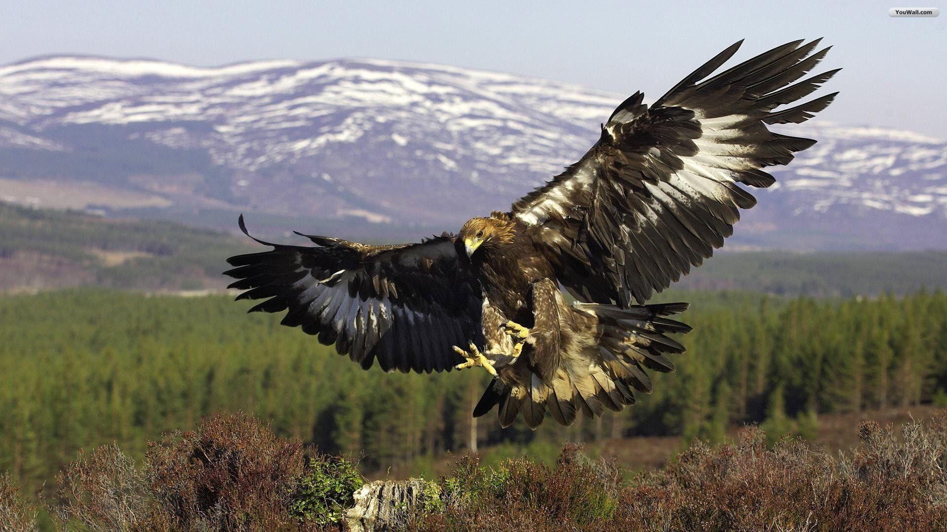 Golden Eagle Wallpapers Wallpaper Cave