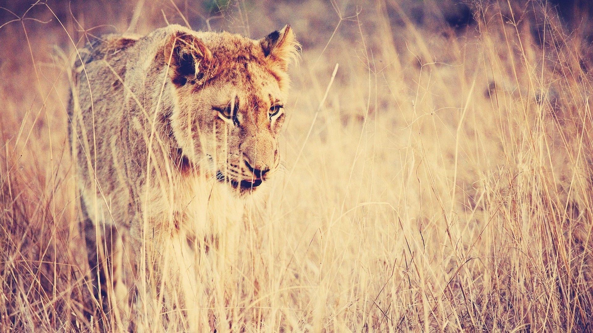 Lioness Wallpapers Wallpaper Cave