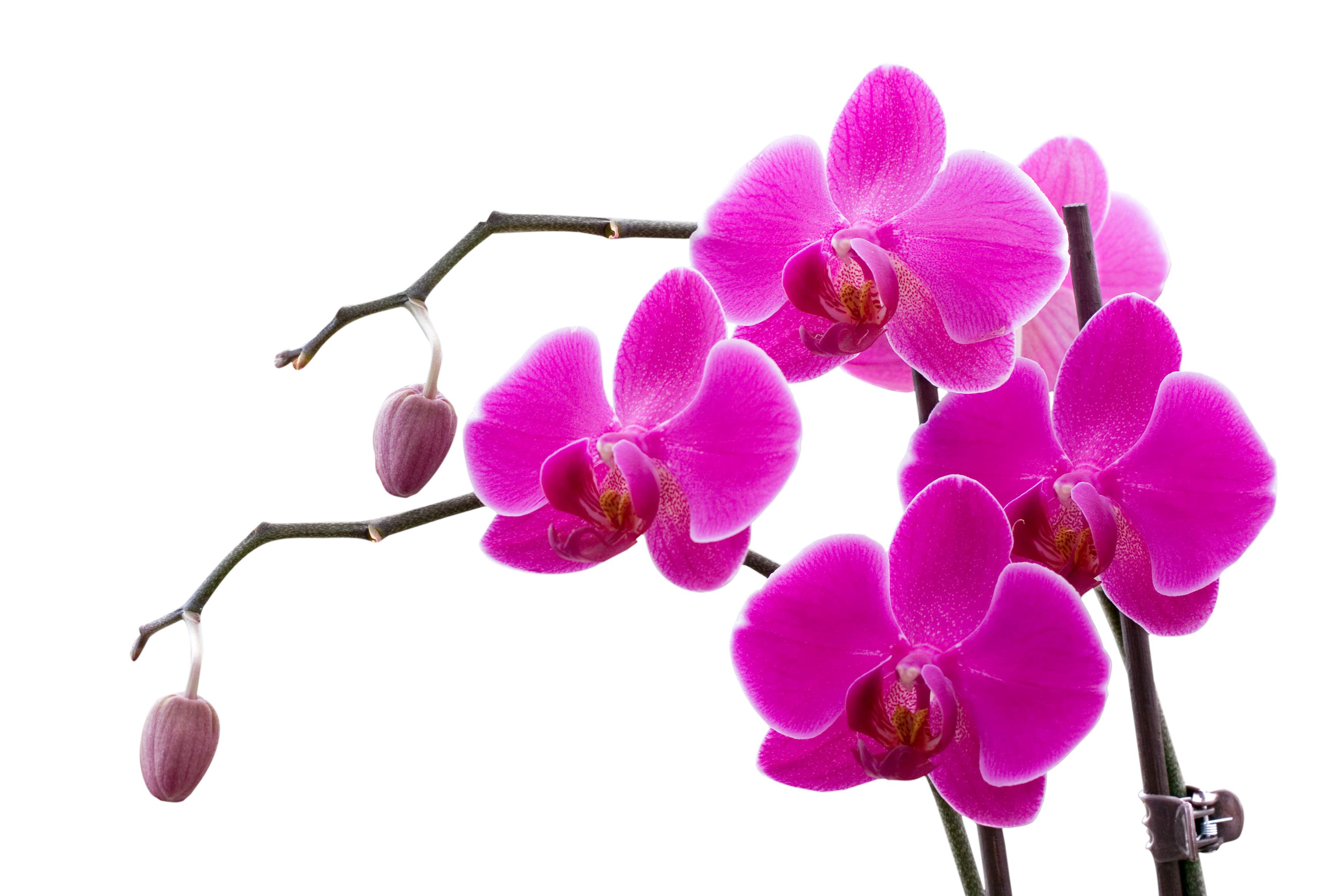 Orchid Flower Wallpapers Wallpaper Cave