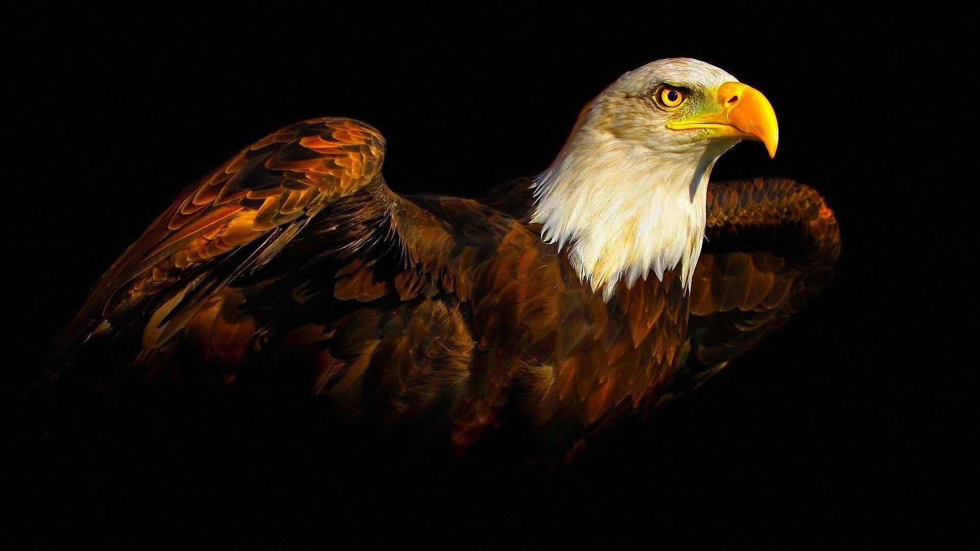 Eagle Desktop Wallpapers Wallpaper Cave