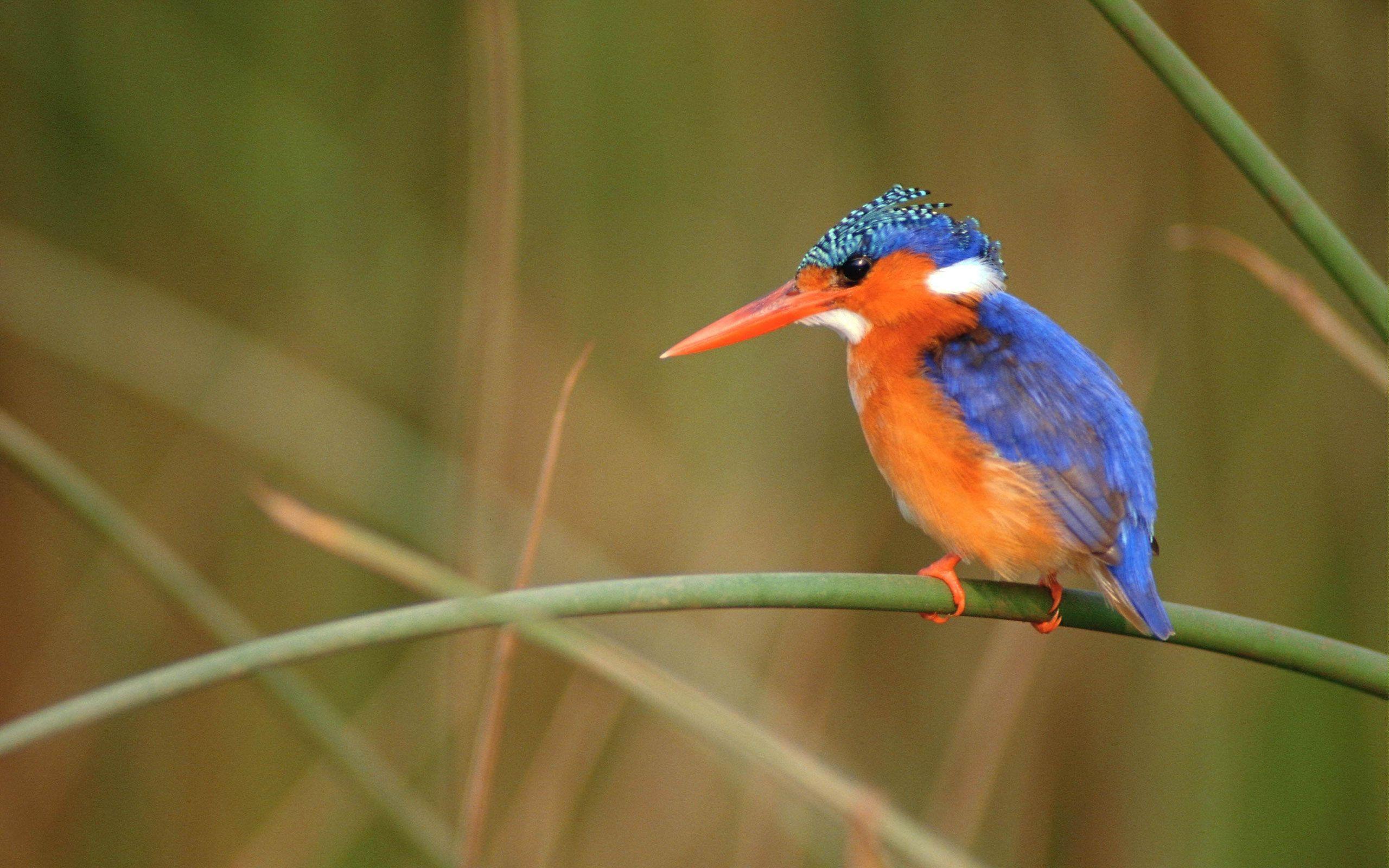 Kingfisher Wallpapers Wallpaper Cave
