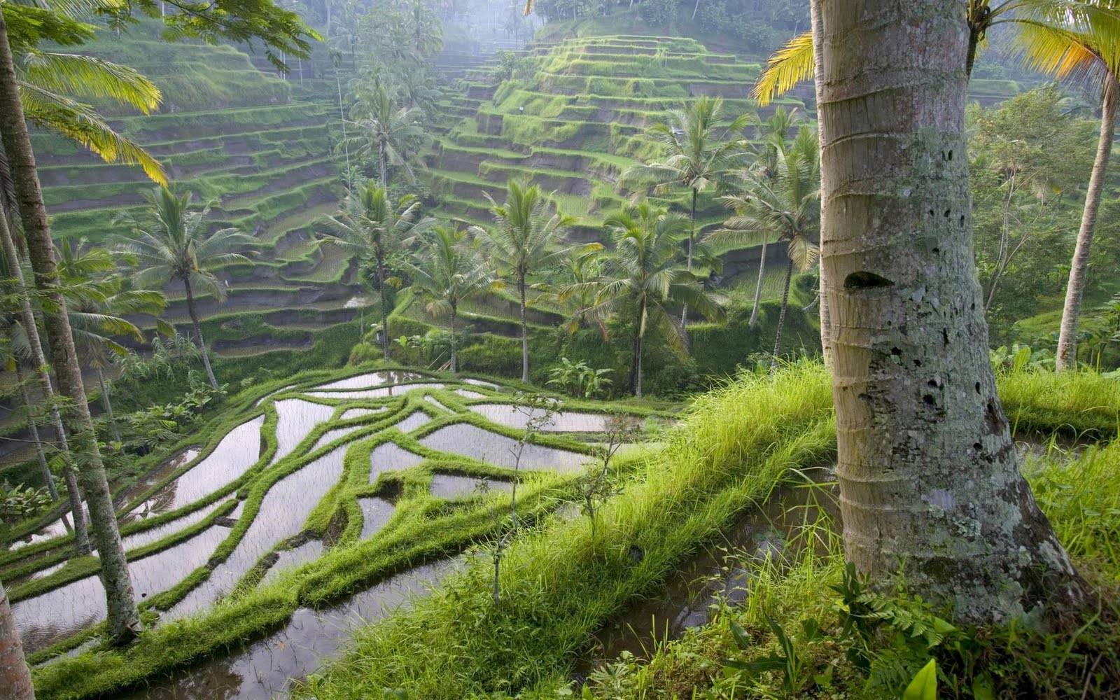 Hanging Gardens Of Babylon Wallpapers Wallpaper Cave