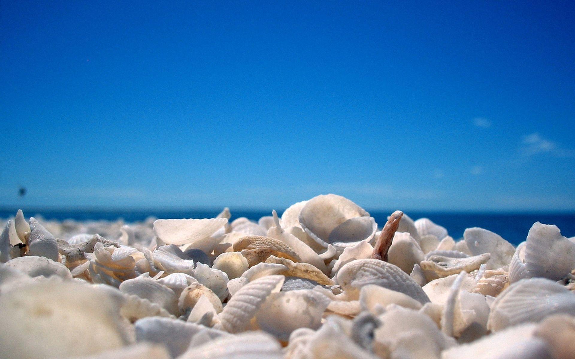 Seashell Wallpapers Wallpaper Cave