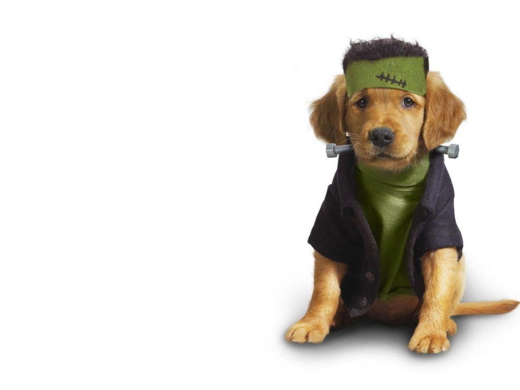 Funny Dogs Wallpapers Wallpaper Cave