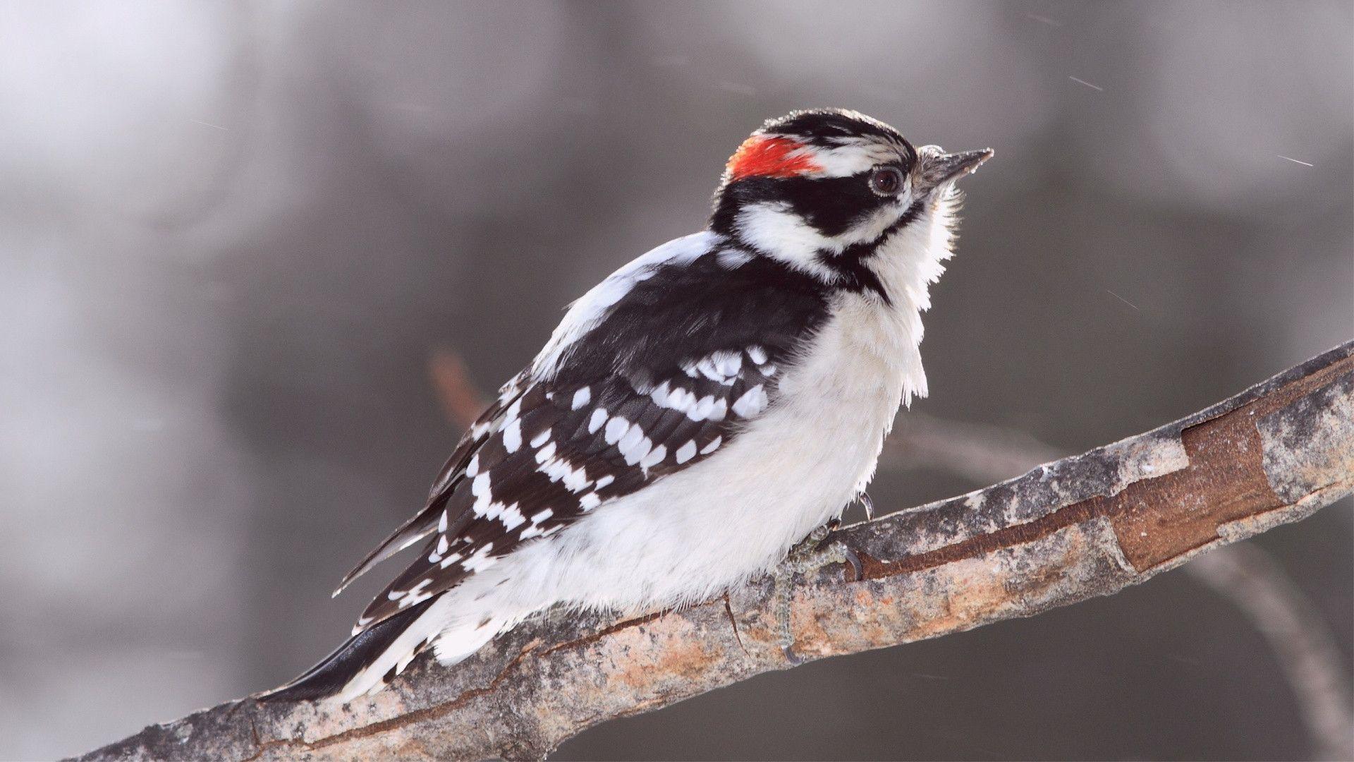 Woodpecker Wallpapers Wallpaper Cave