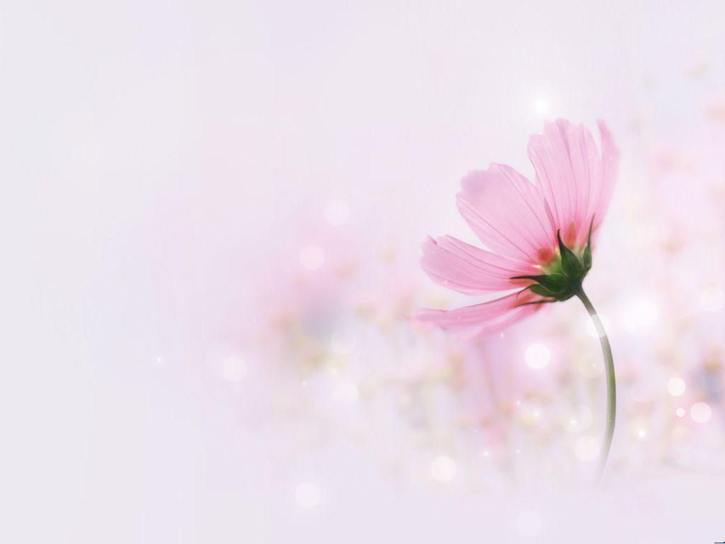 Flowers For Backgrounds Picture Wallpaper Cave