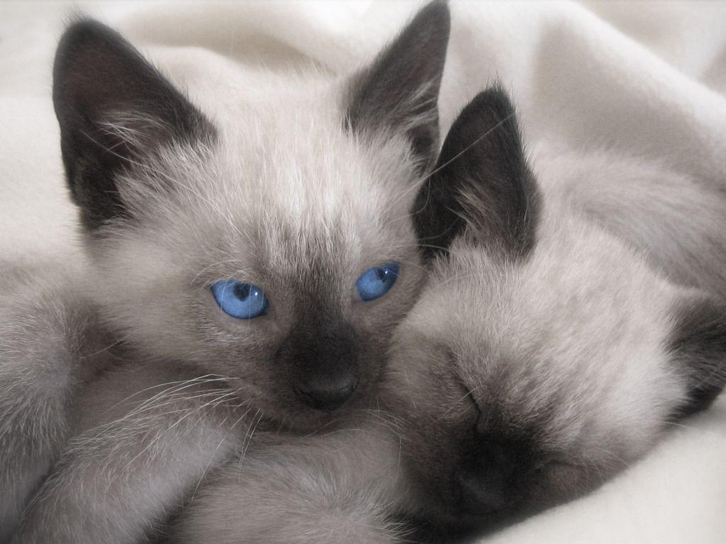 Siamese Cat Wallpapers Wallpaper Cave