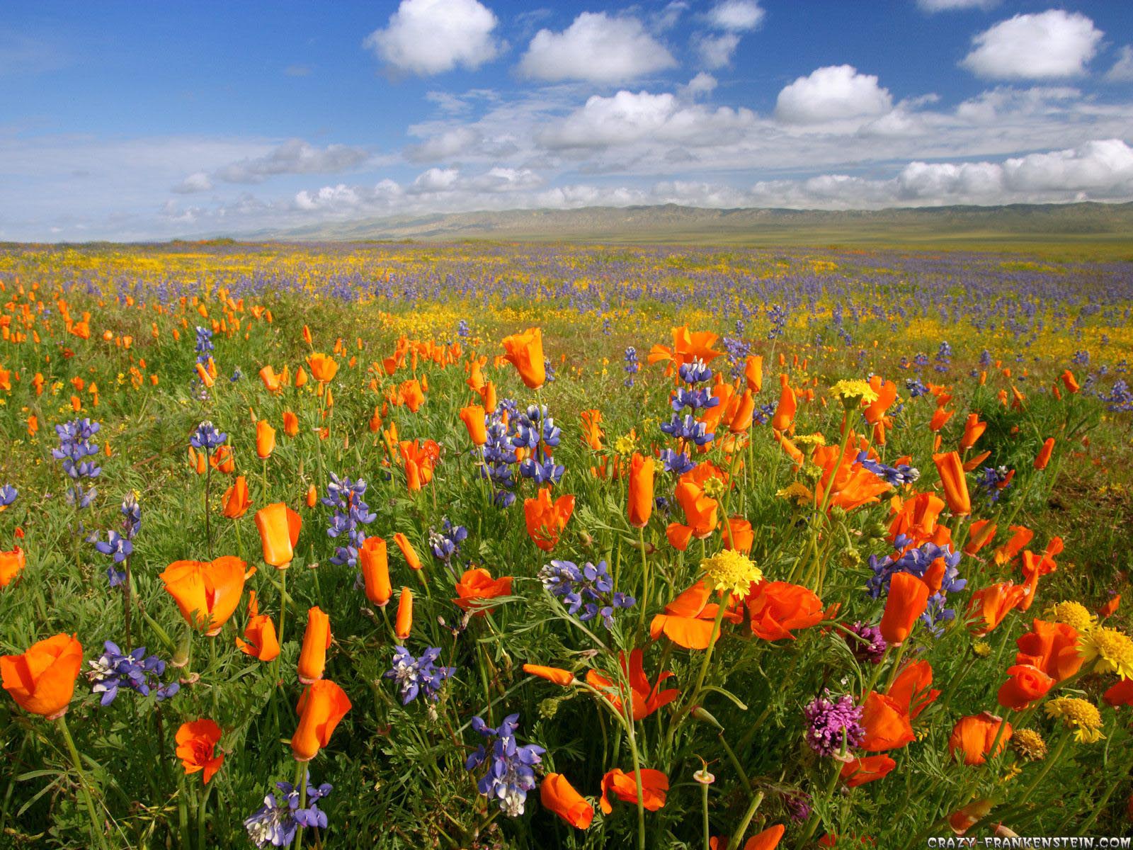 Wildflowers Wallpapers Wallpaper Cave