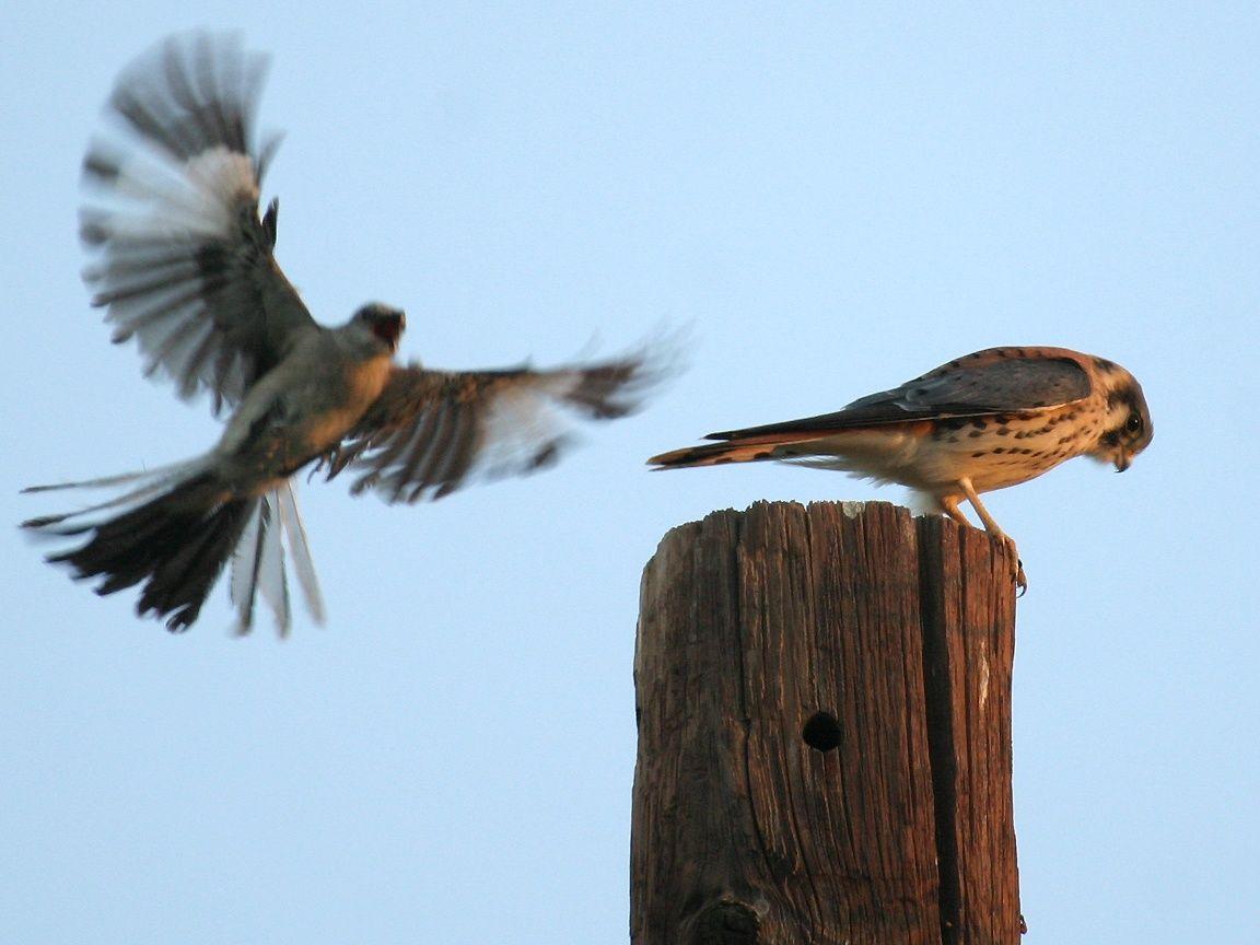 Mockingbird Wallpapers Wallpaper Cave