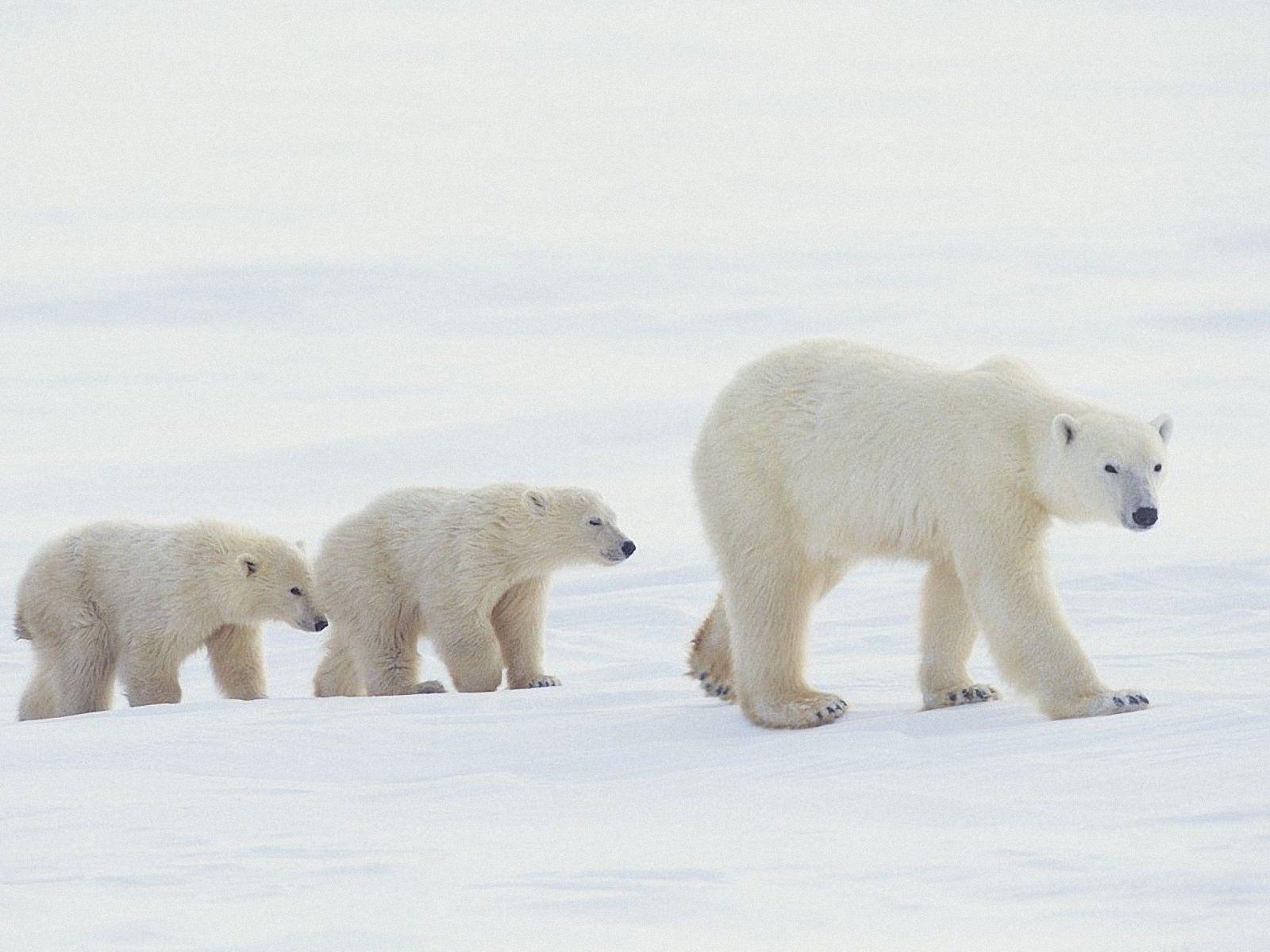 Baby Polar Bear Wallpapers Wallpaper Cave