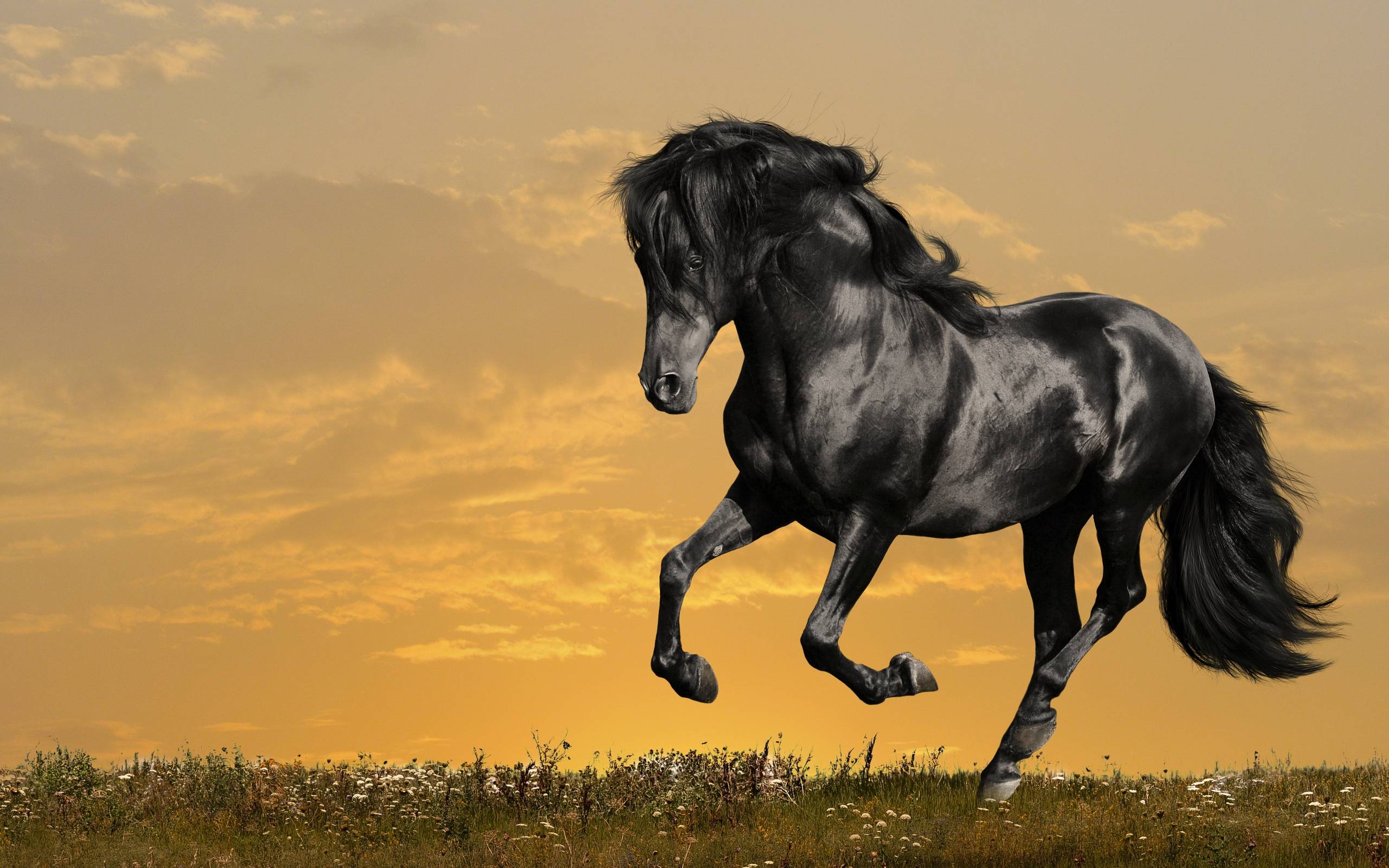 Horses Pics For Backgrounds Wallpaper Cave