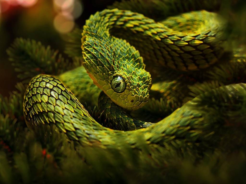 Viper Snake Logo Wallpaper The Hippest Galleries!