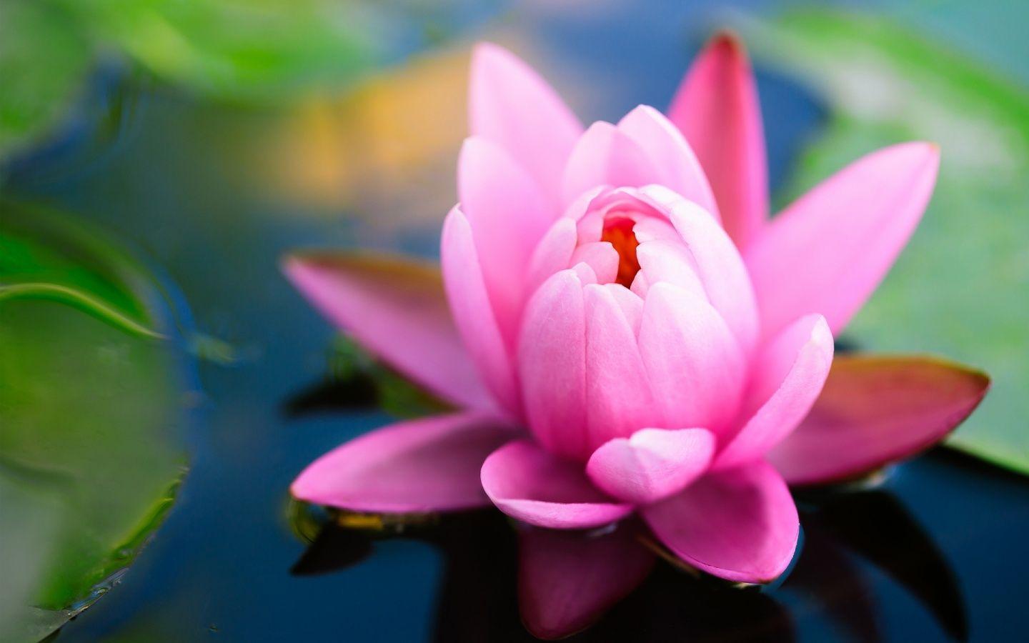 Water Lily Wallpapers Wallpaper Cave