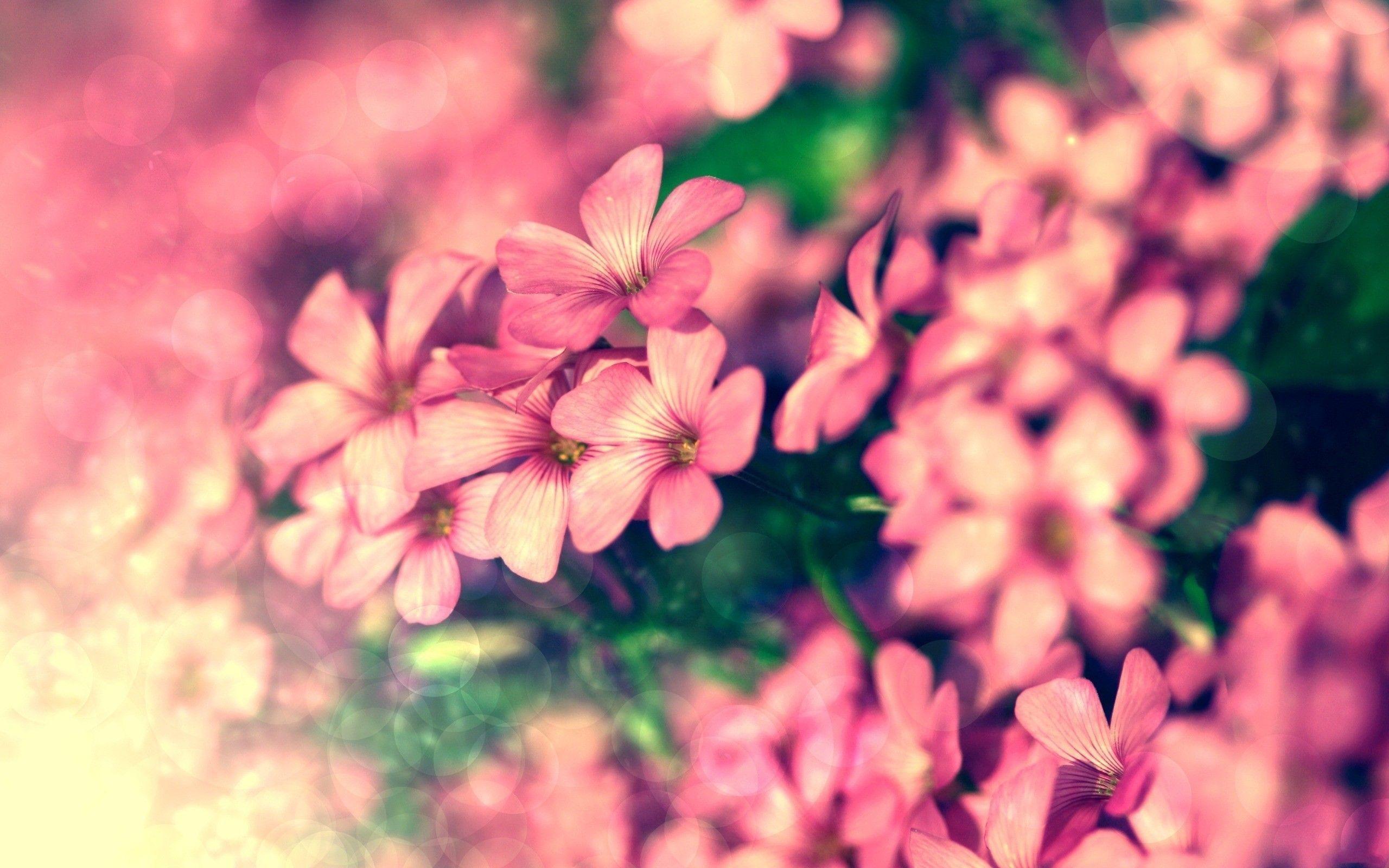 Pink Nature Wallpapers Wallpaper Cave