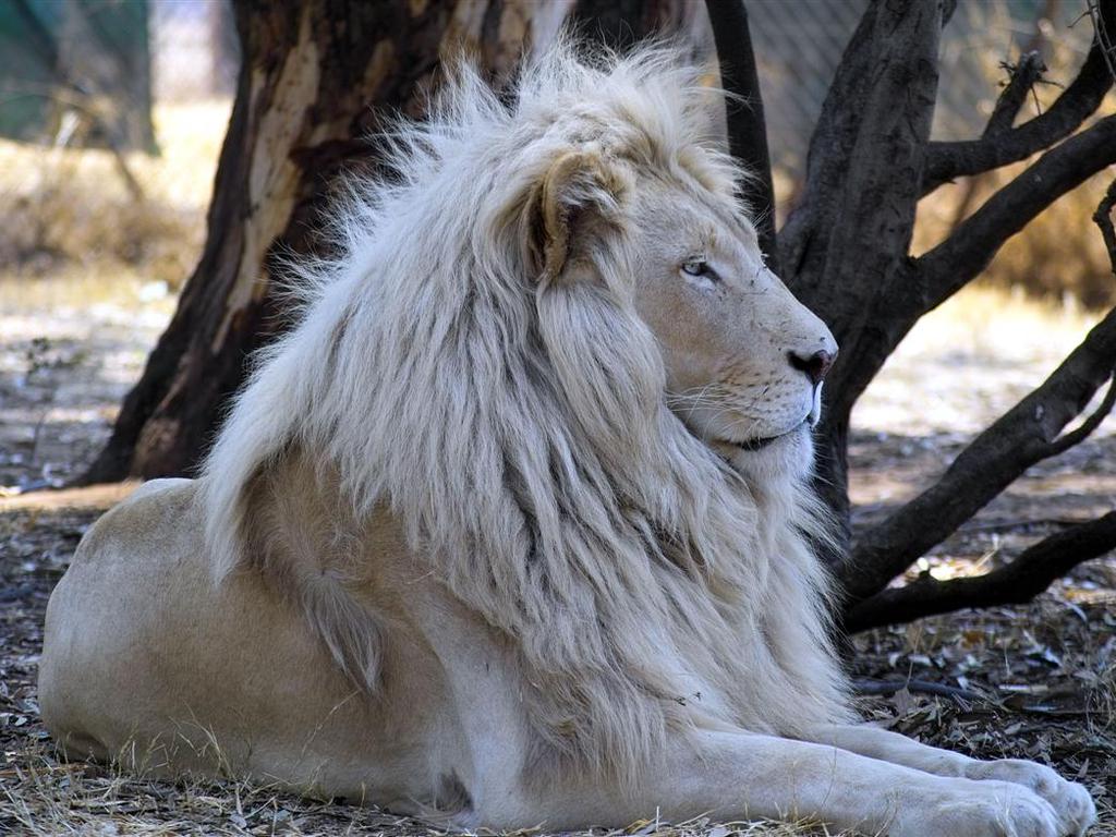 White Lion Wallpapers Wallpaper Cave