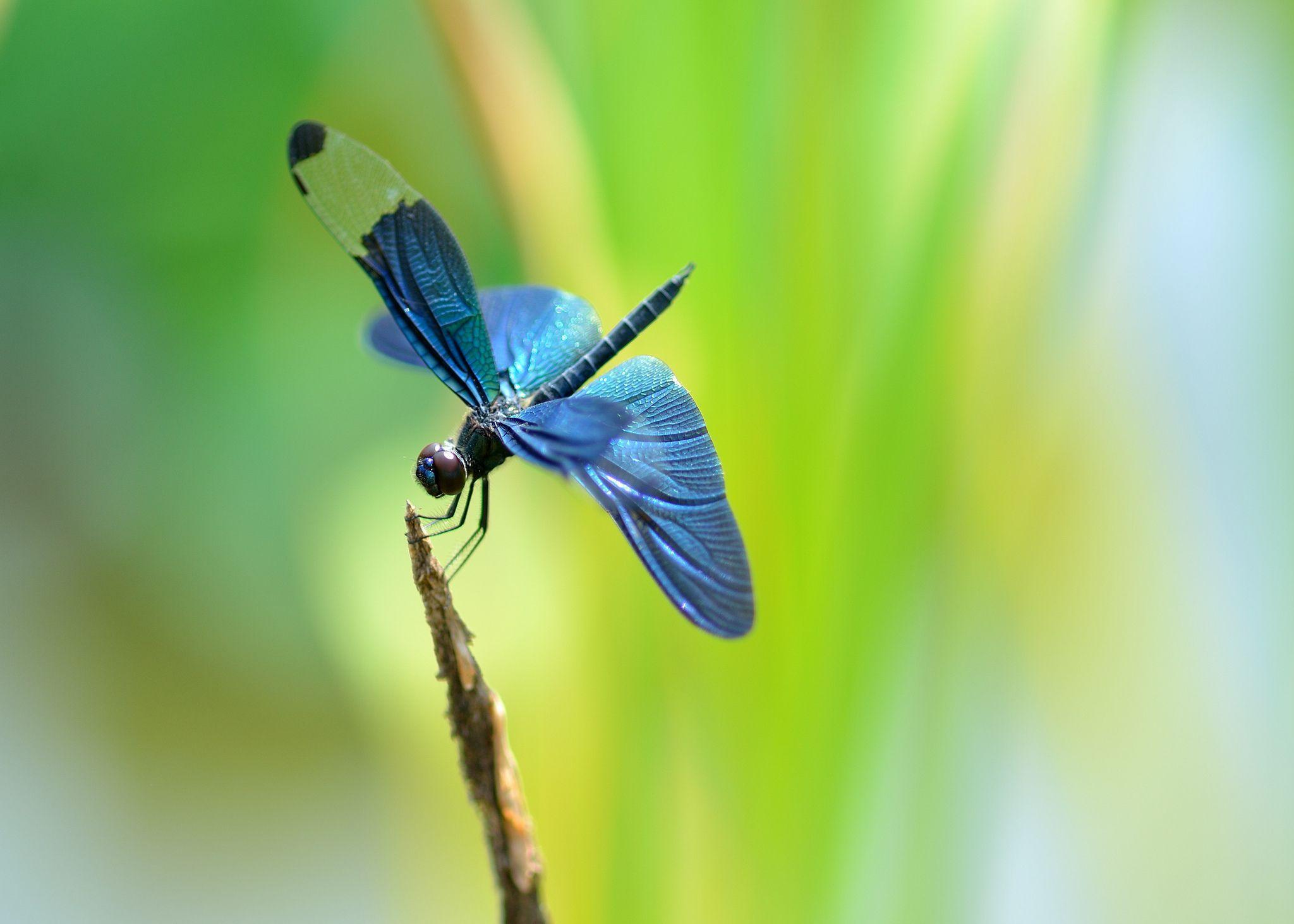 Free Dragonfly Wallpapers Wallpaper Cave
