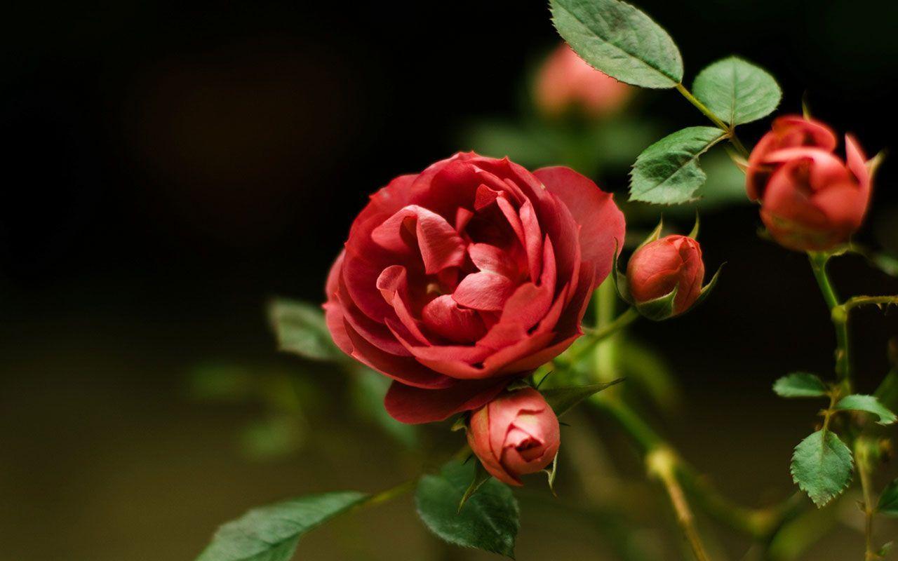 Red Rose Love Wallpapers Wallpaper Cave