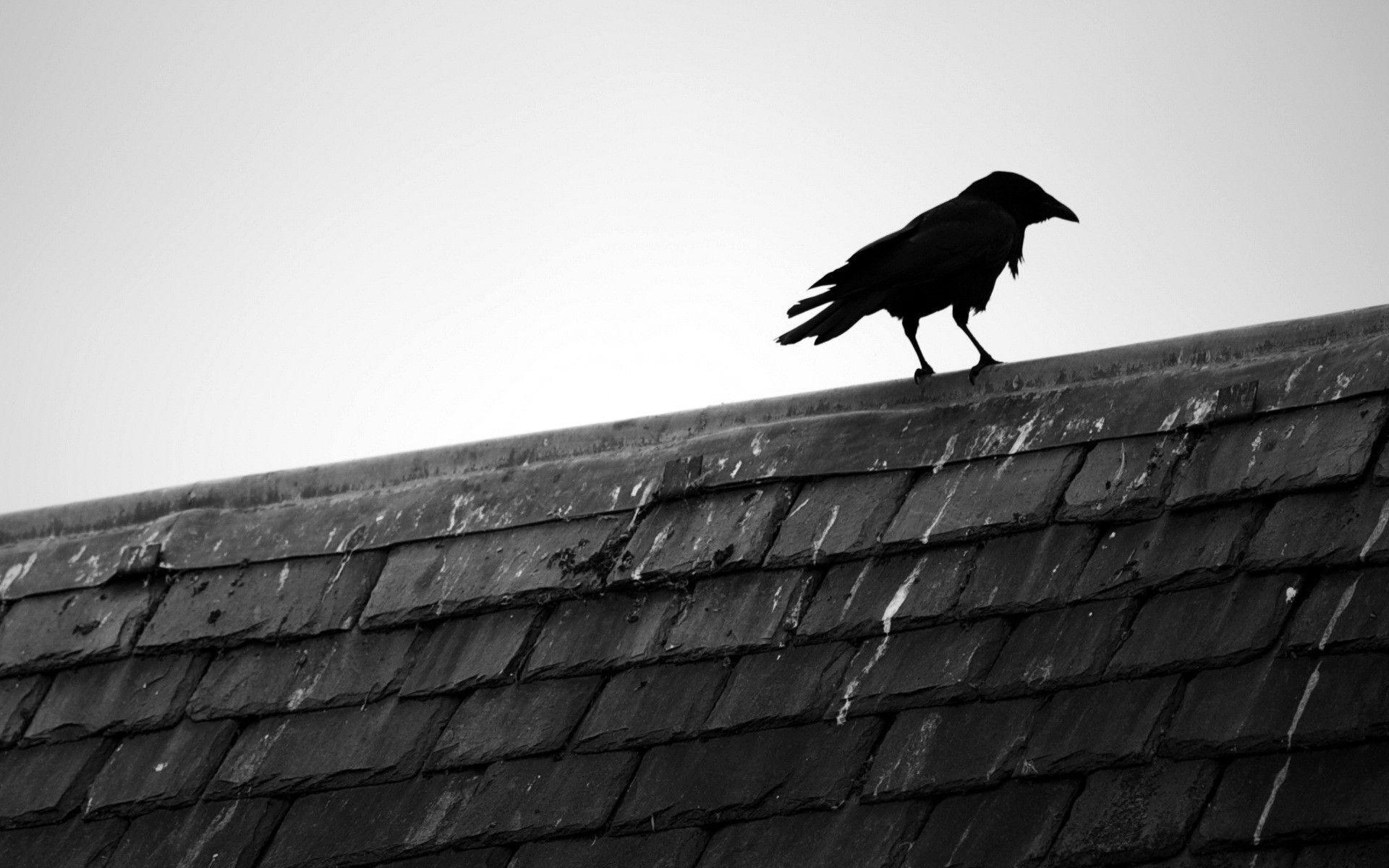Crow Wallpapers Wallpaper Cave