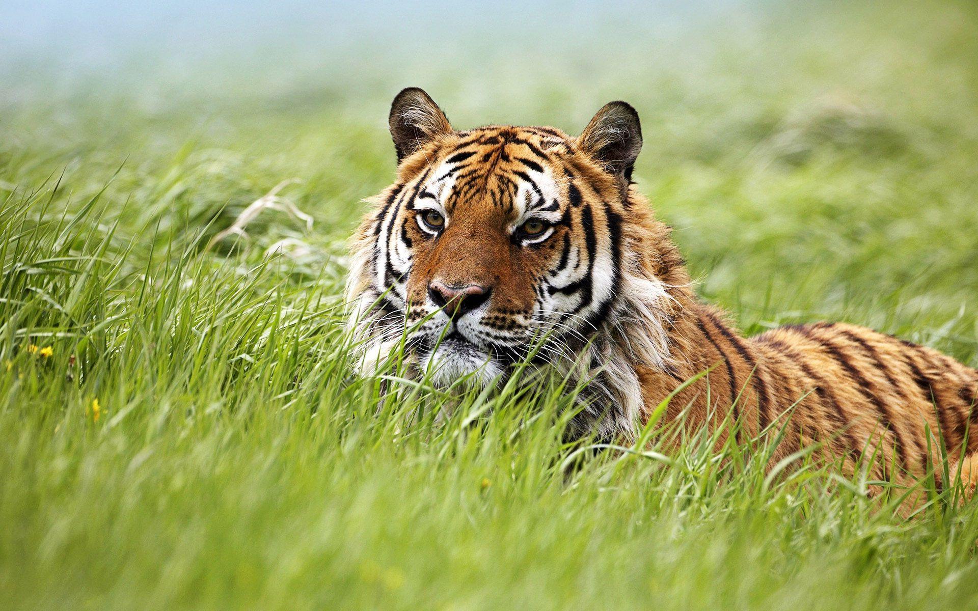 Siberian Tiger Wallpapers Wallpaper Cave