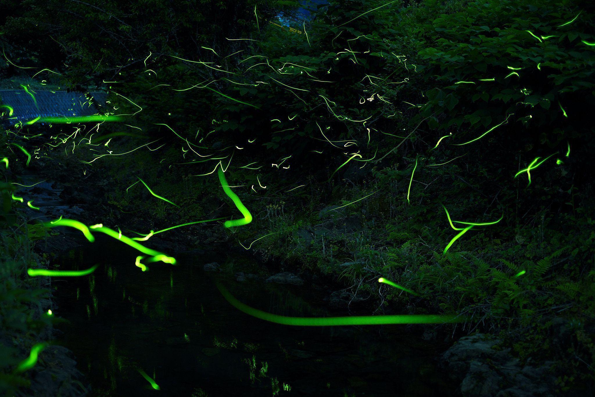 Fireflies Wallpapers Wallpaper Cave